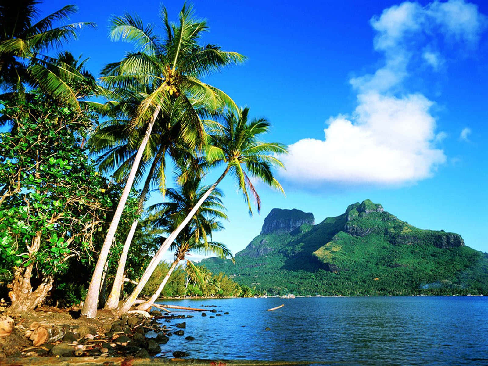 Paradise Awaits: Tropical Coconut Tree Background