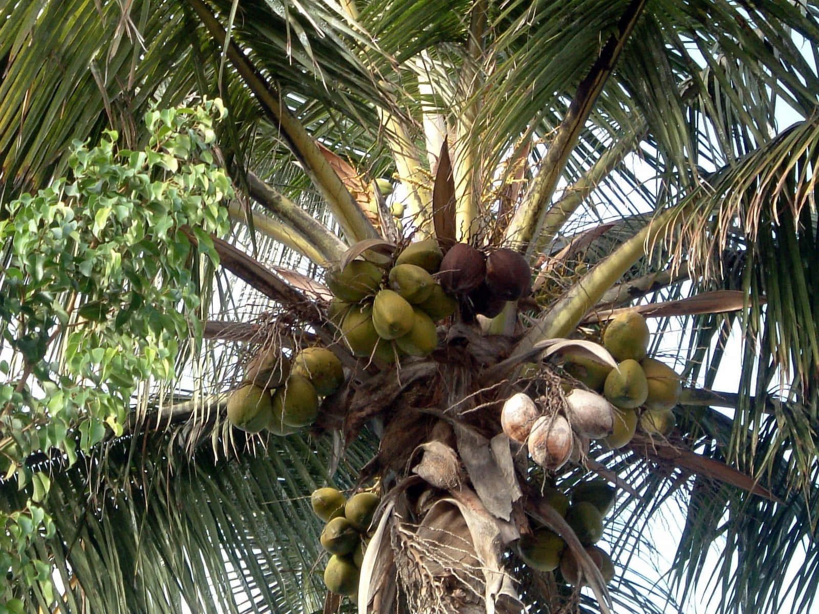 Nydudsigten Til Et Kokospalmetræ I Costa Rica