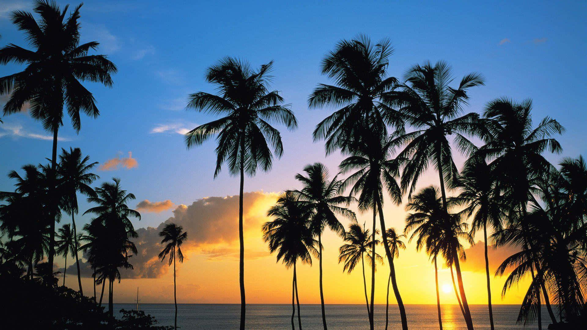 Majestic coconut tree on a picturesque beach