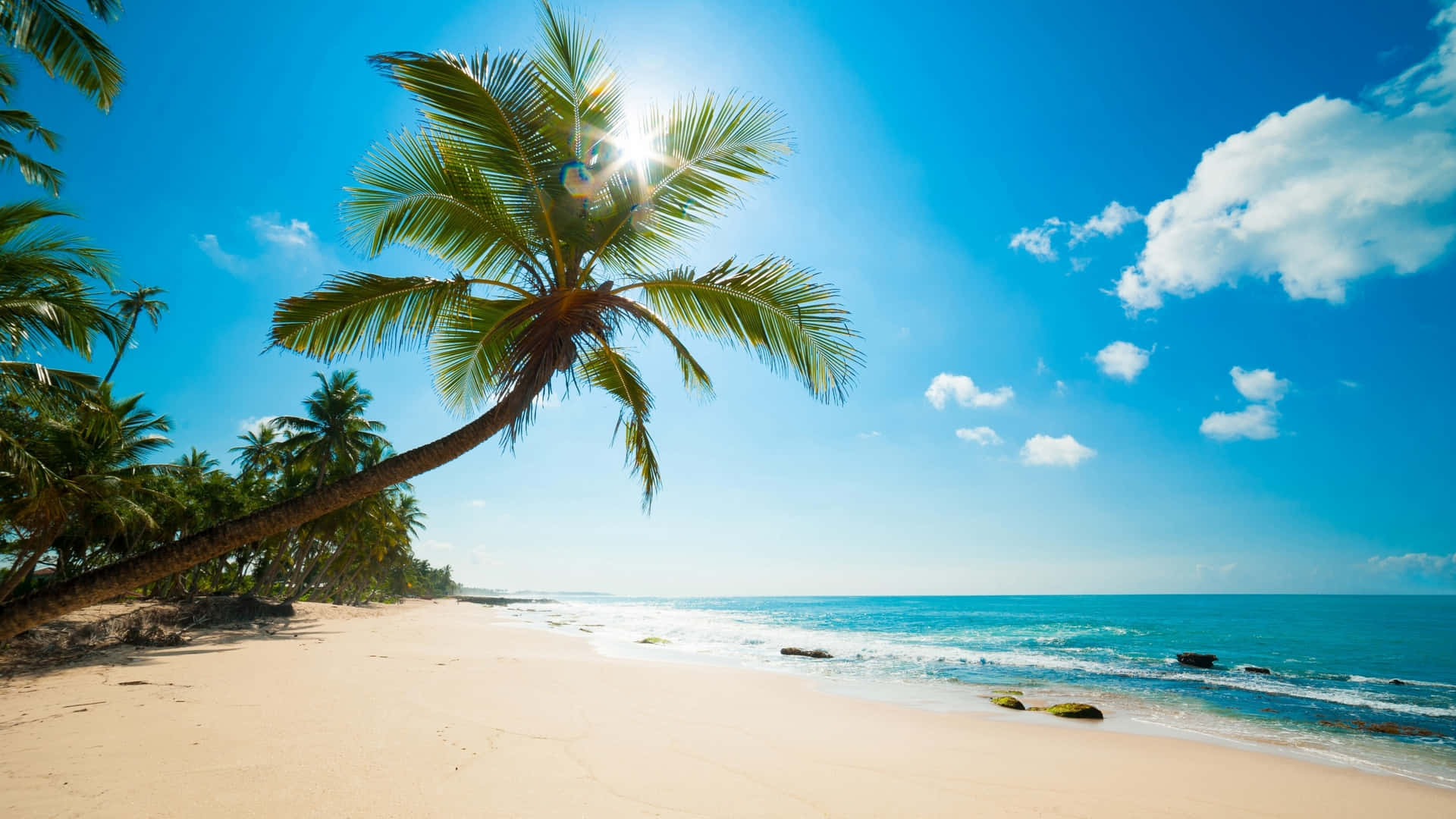 Scenic view of beautiful coconut trees along the coastline