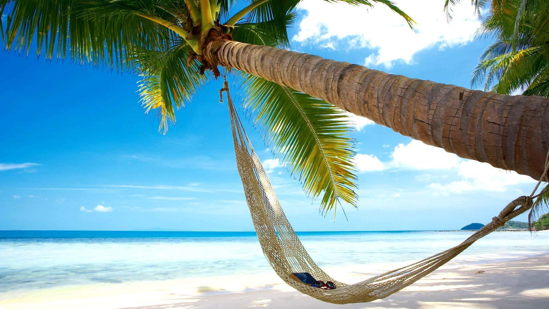 Tropical Coconut Trees under Blue Sky