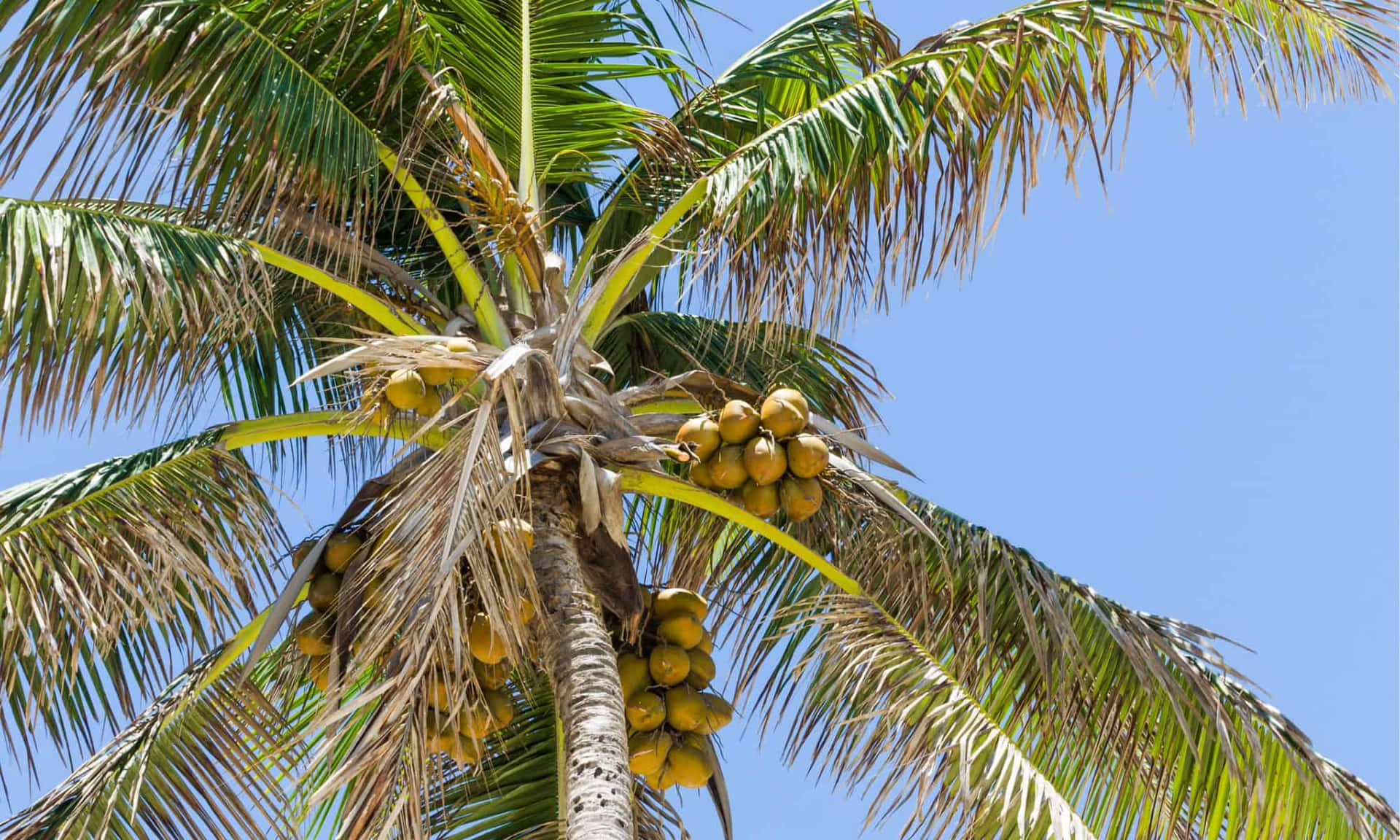 Download Majestic Coconut Tree by the Beach | Wallpapers.com