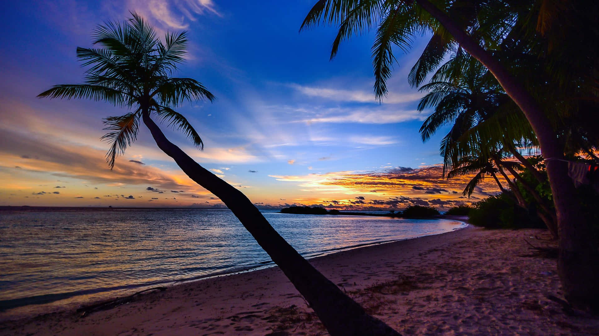 Majestic Coconut Tree Basking in Sunset