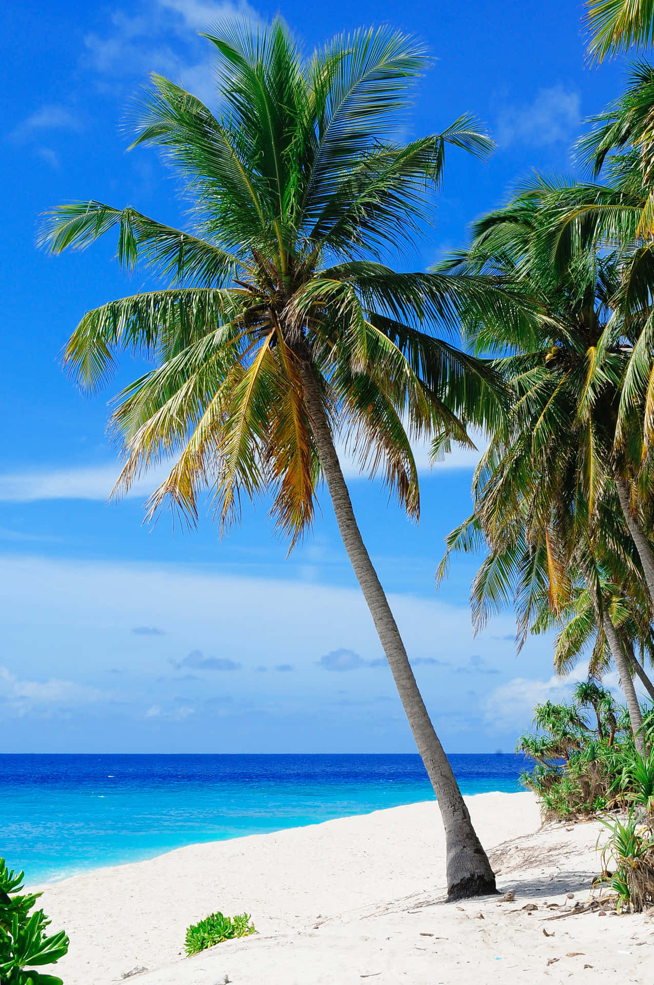 Beautiful and Serene Coconut Tree Beach Background