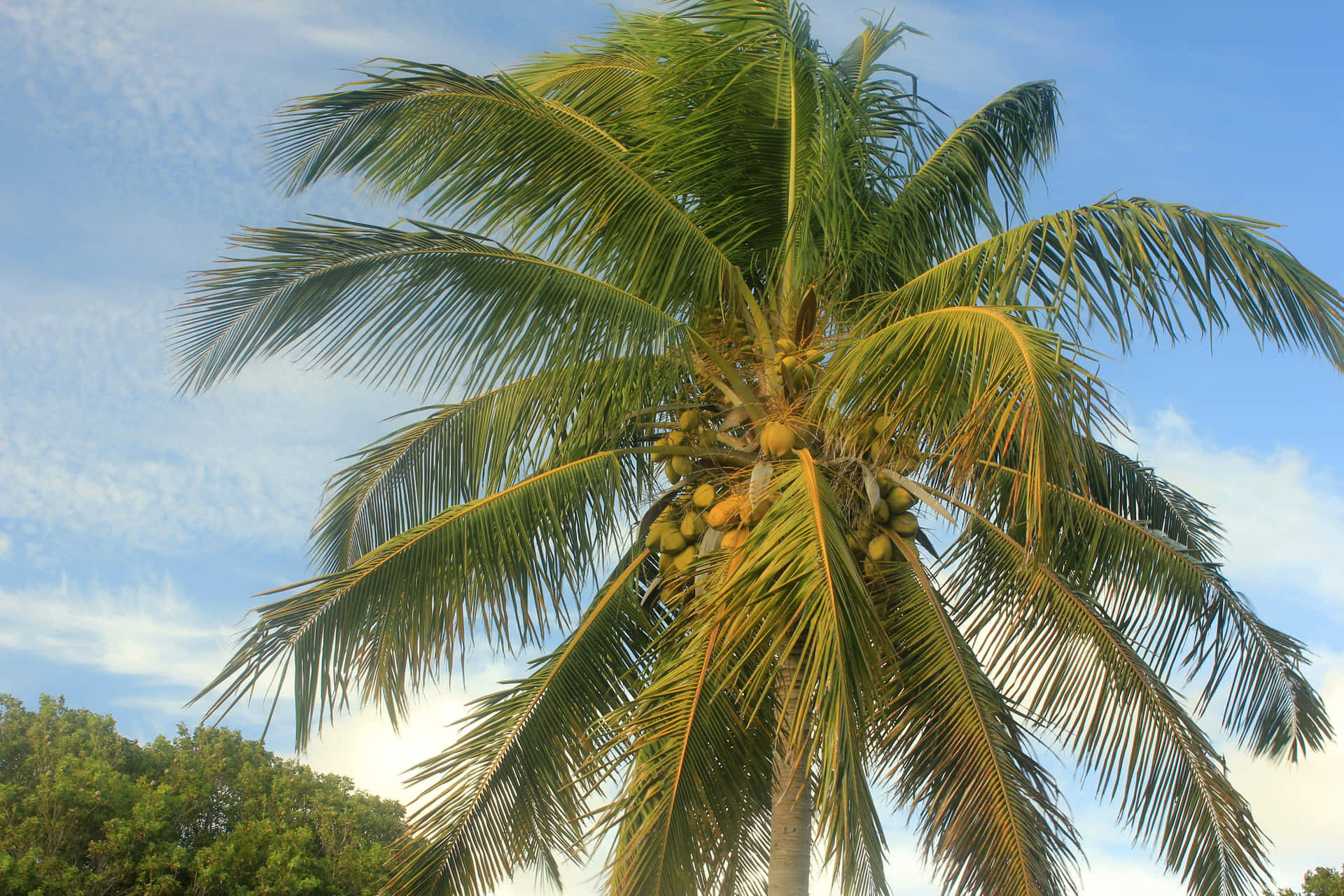 Enjoying a Coconut Tree on the Beach