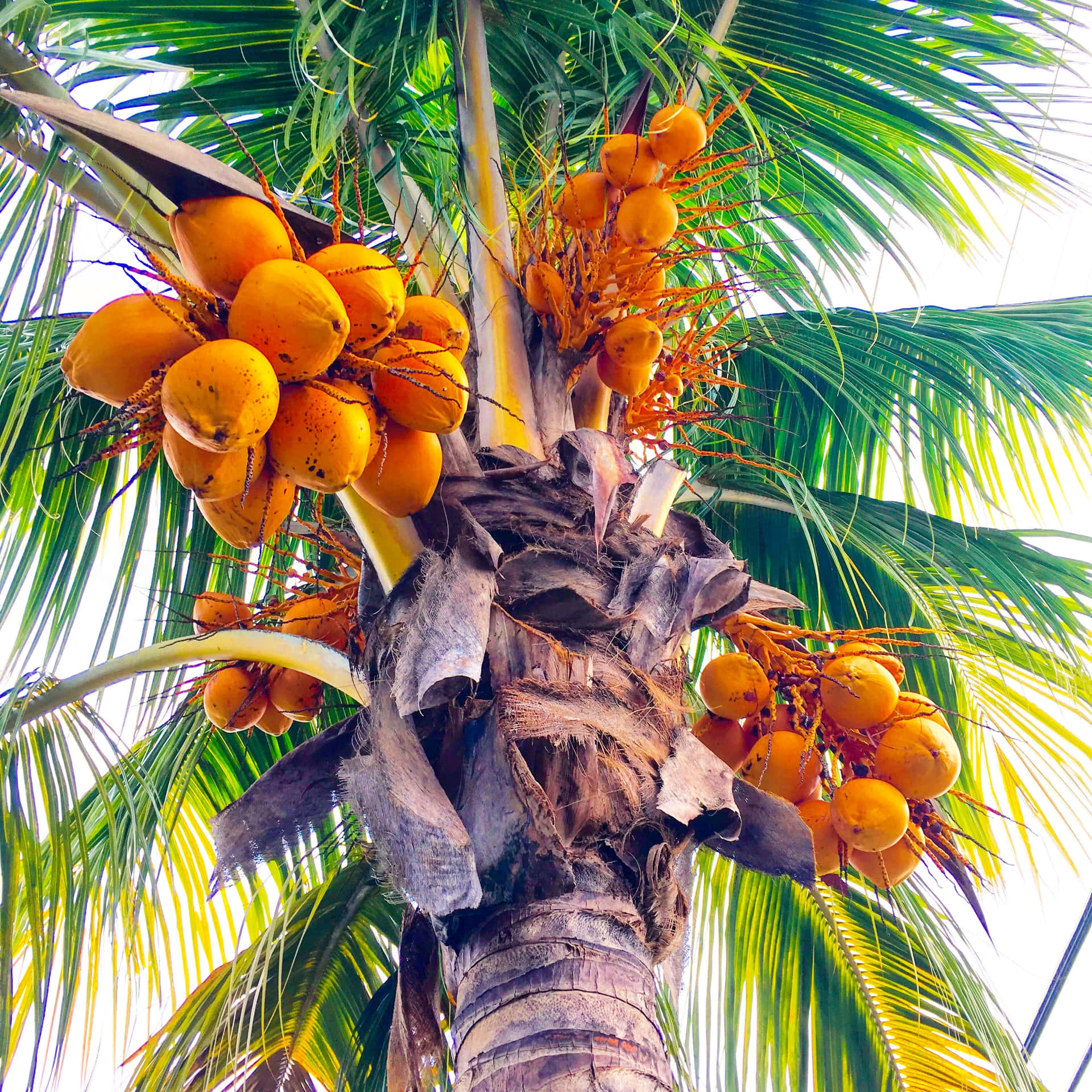 Scapparein Paradiso E Godere Della Vista Di Una Palma Da Cocco.