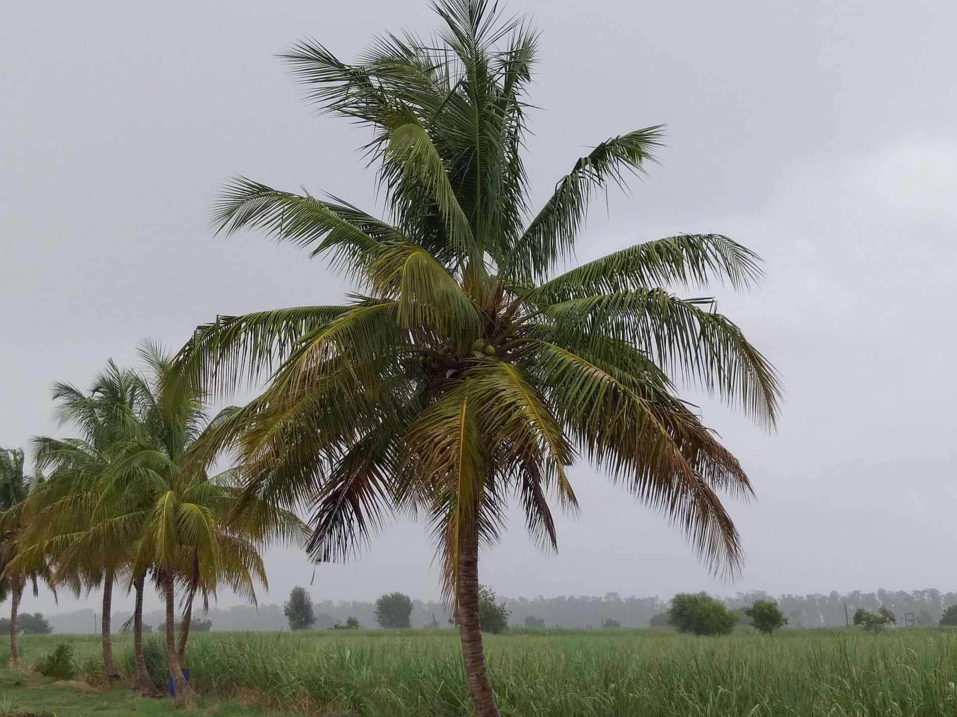 The Beauty of A Coconut Tree