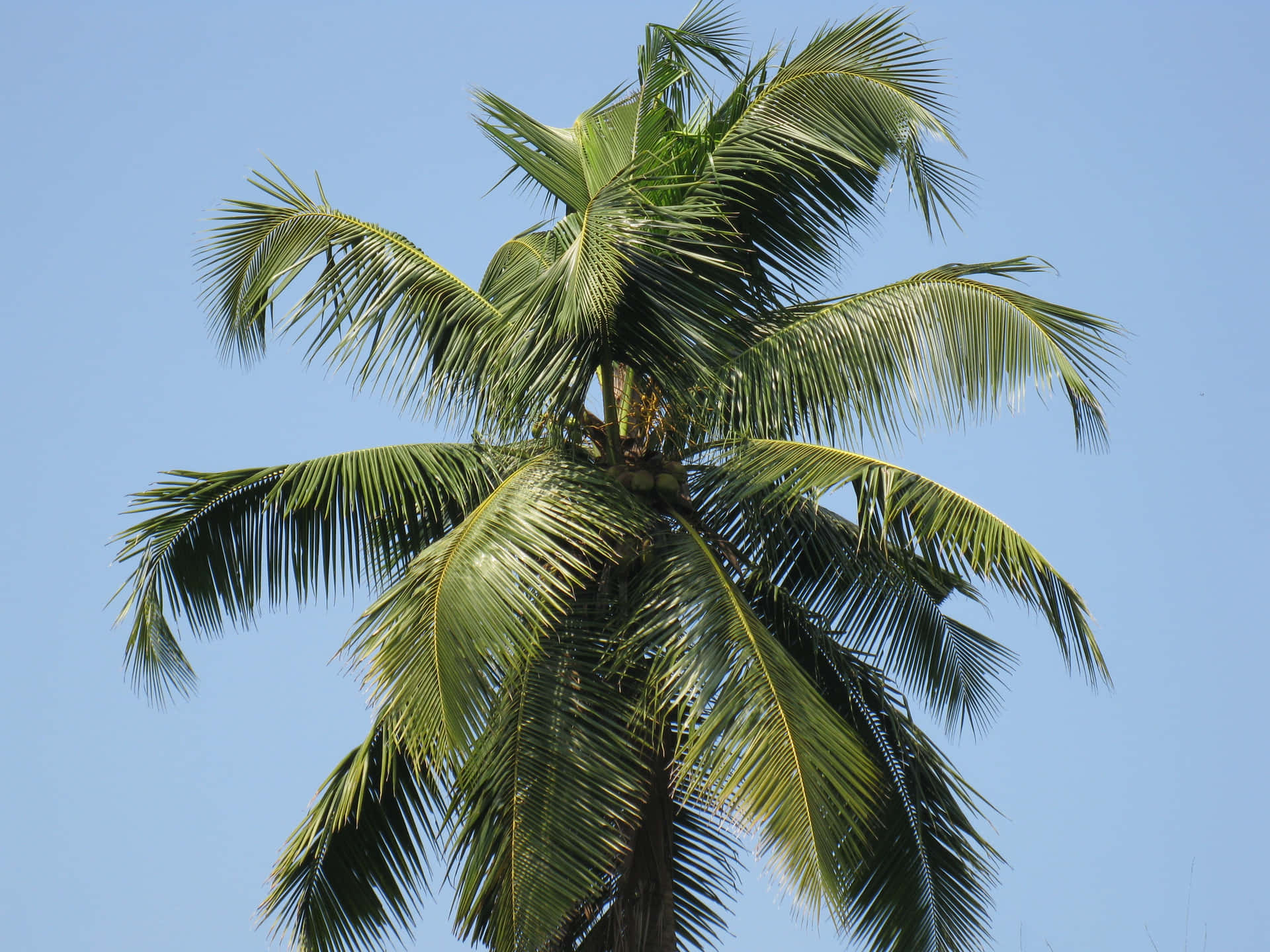 Upplevskönheten I Ett Paradis: En Kokospalm