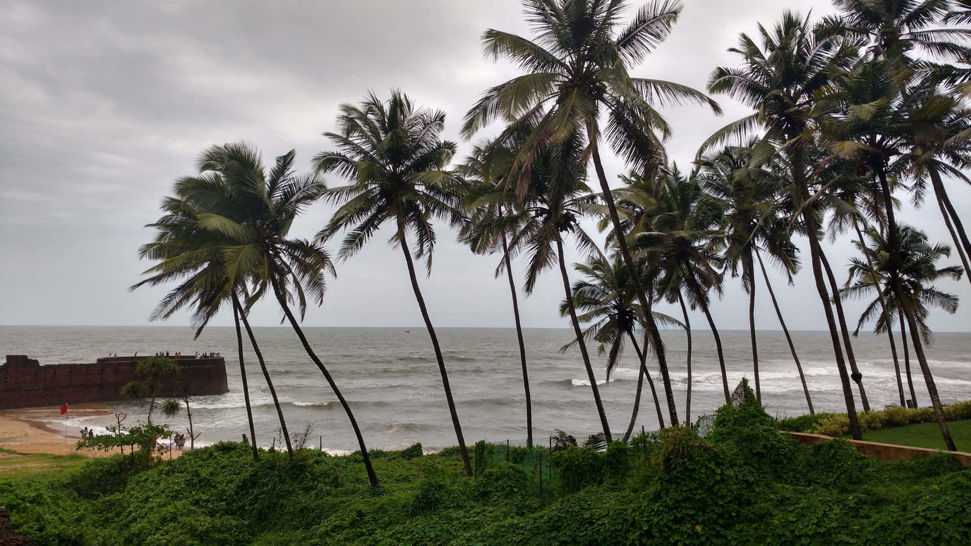 An Idyllic Coconut Tree on Beautiful White Sandy Beach