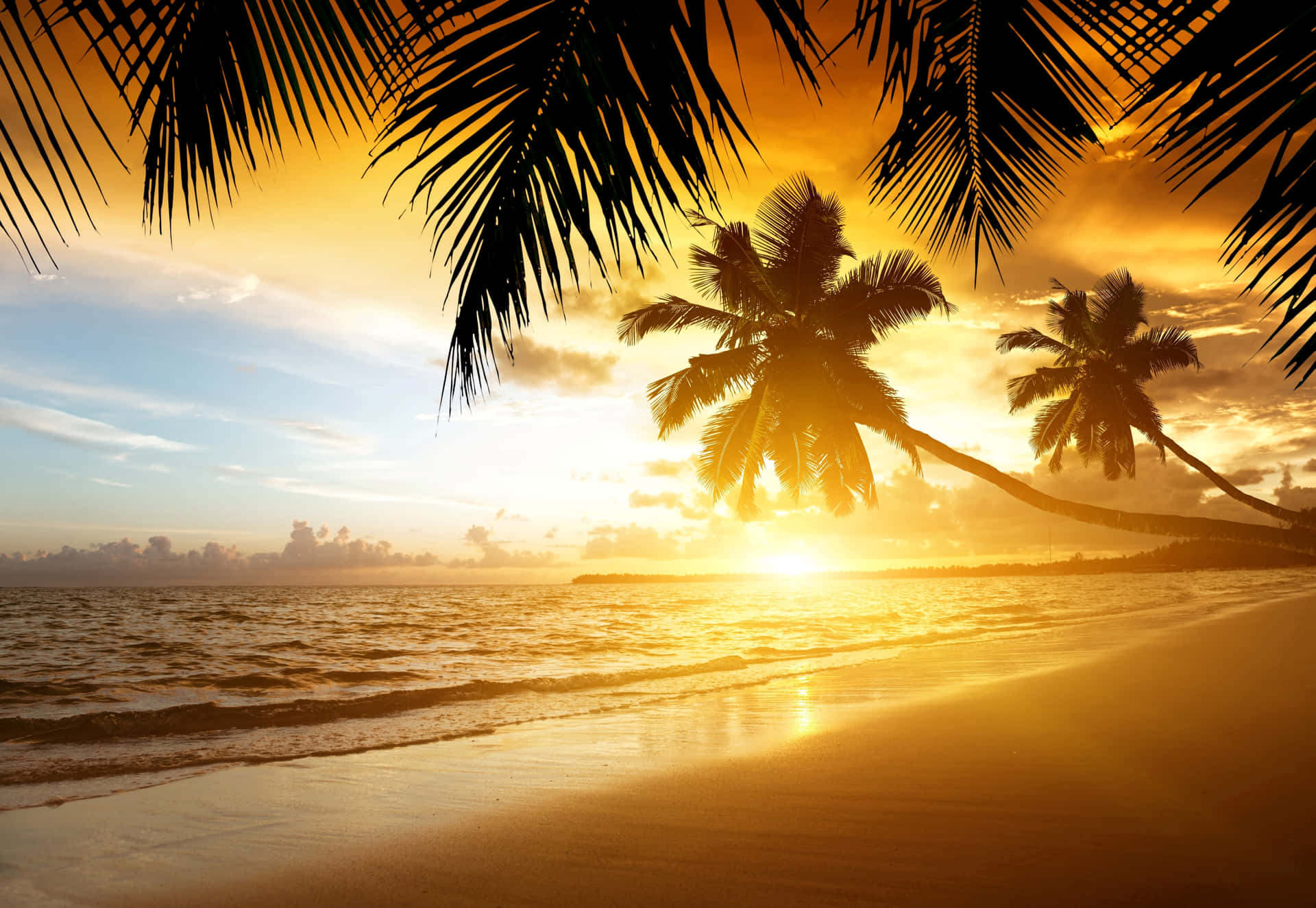 Caption: Tranquil Coconut Tree by the Seashore