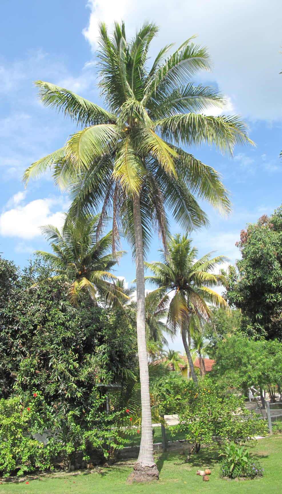 Disfrutade Las Vibraciones Tropicales Con Una Vista Increíble De Este Árbol De Coco.