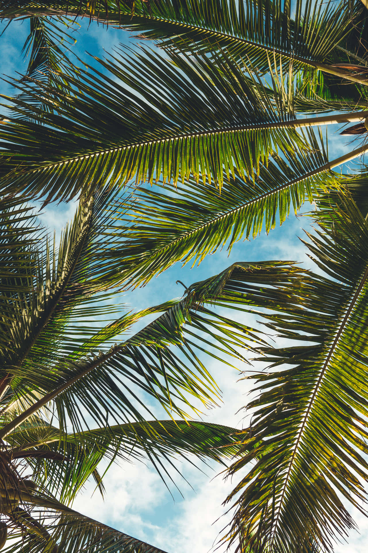 Coconut Tree Branches And Leaves Low Angle Shot Wallpaper