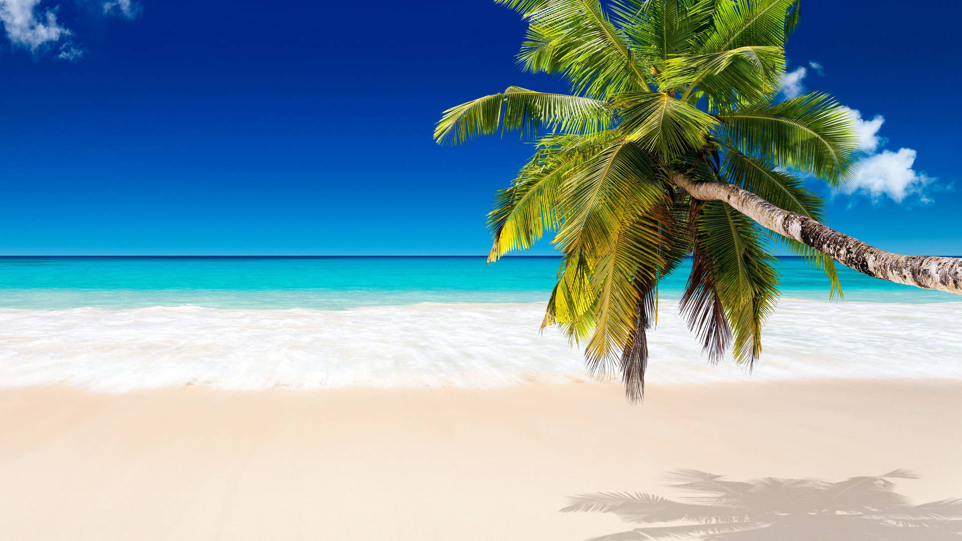 Coconut Tree Over White Sand Picture