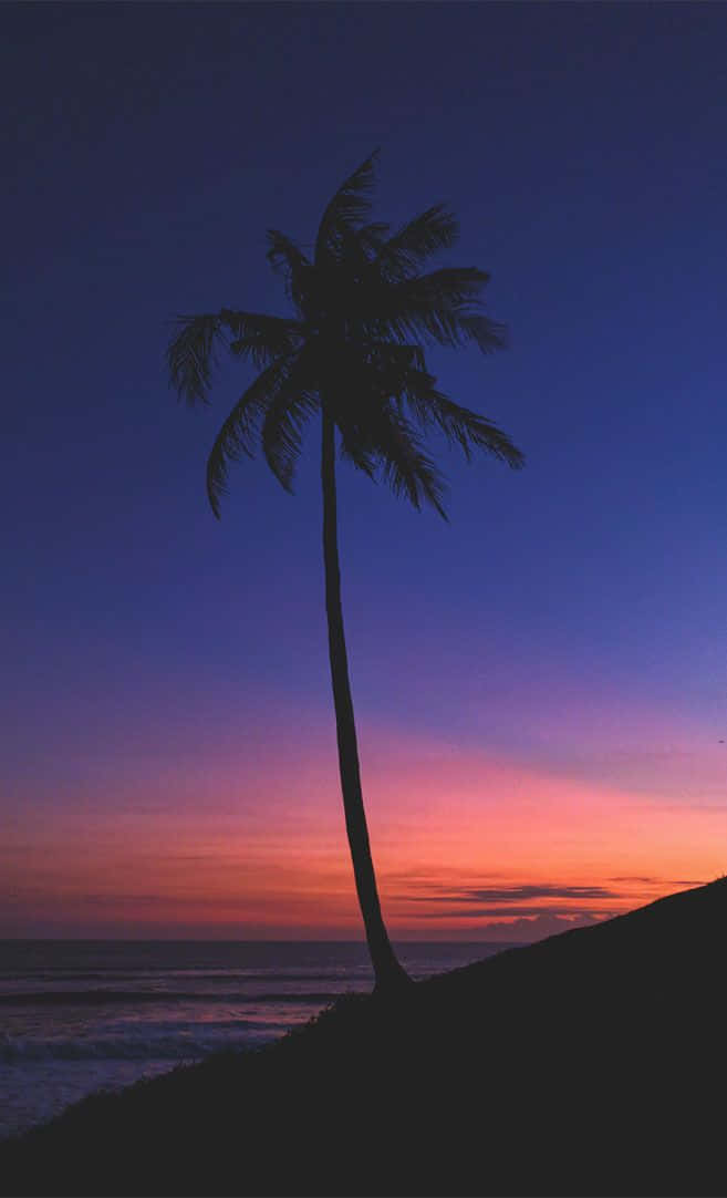Coconut Tree Under An Evening Sky Wallpaper