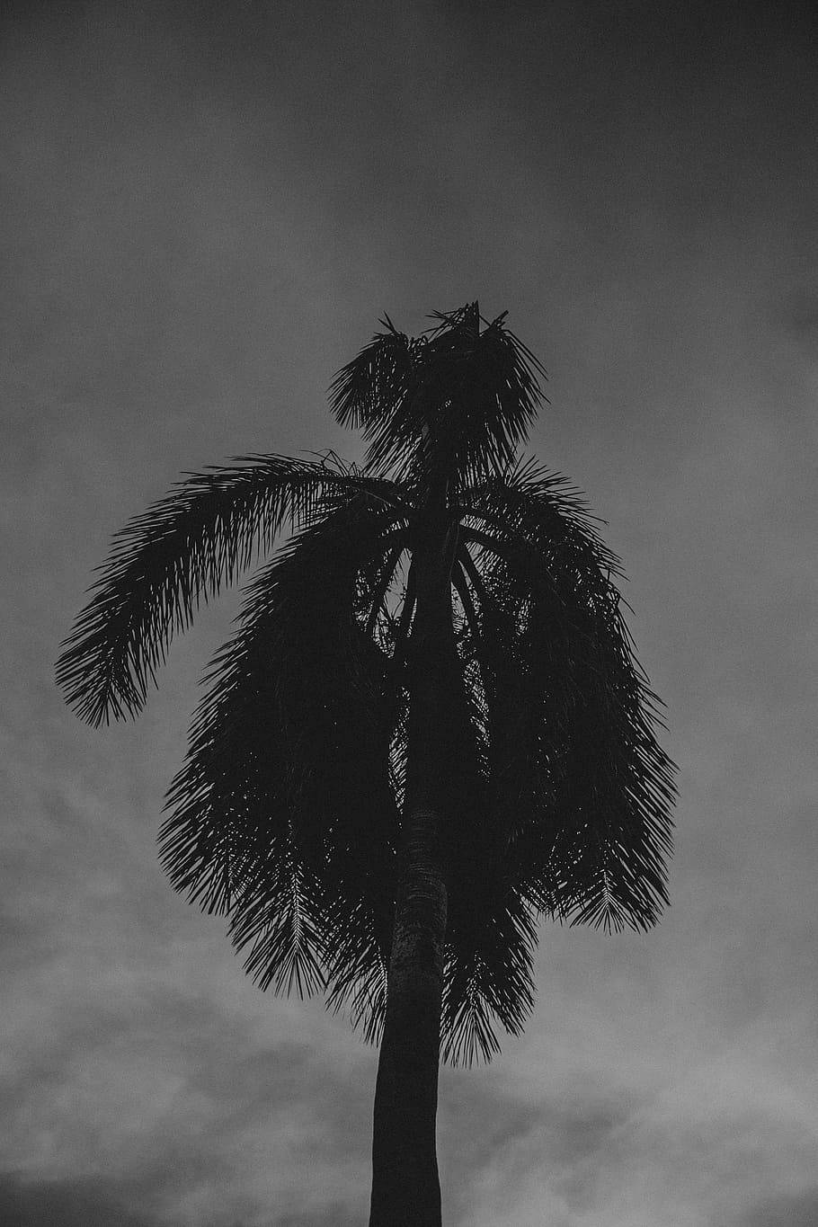 Coconut Tree Under Dim Grey Sky Wallpaper