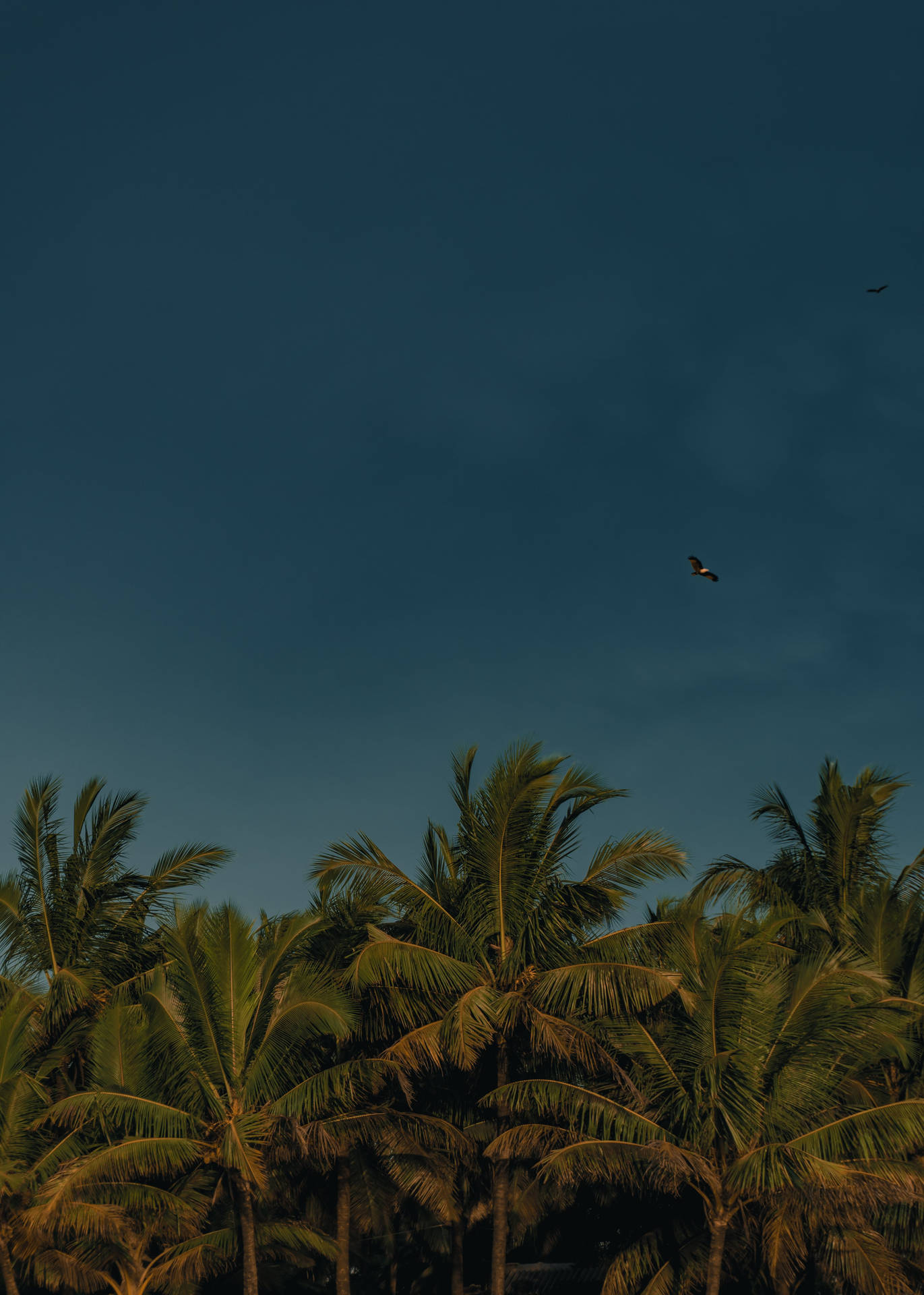A View of the Sky Dimly Lit by Coconut Trees Wallpaper