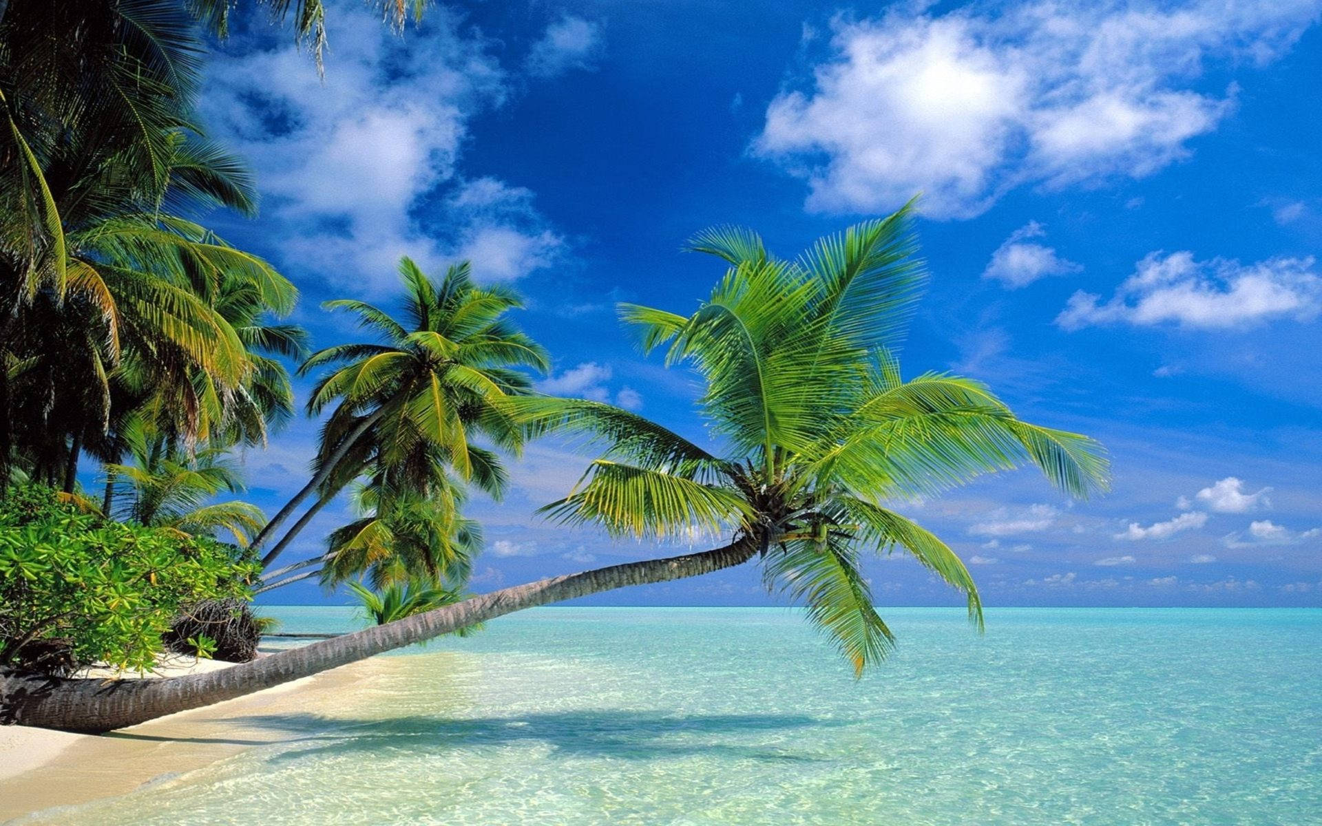 Coconut Trees Leaning Over Blue Water Wallpaper
