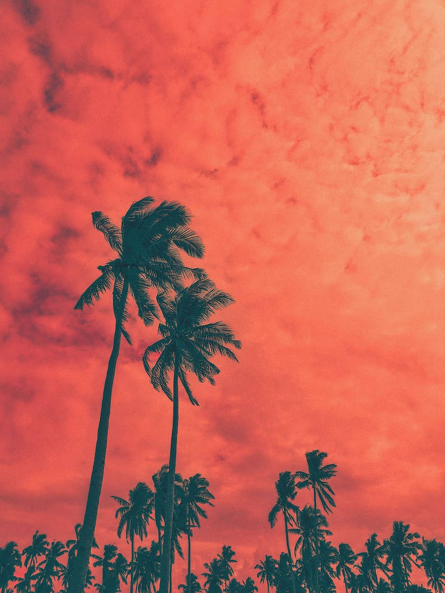 Coconut Trees Silhouette Across Orange Sky Wallpaper