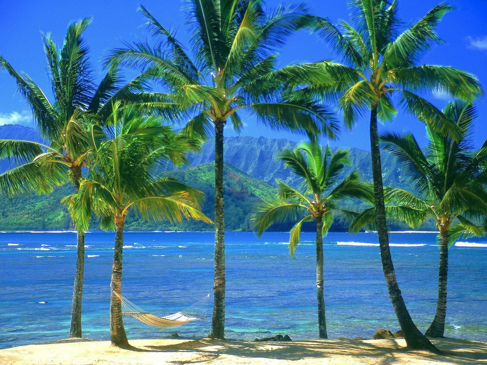 Coconut Trees With Hammock Wallpaper