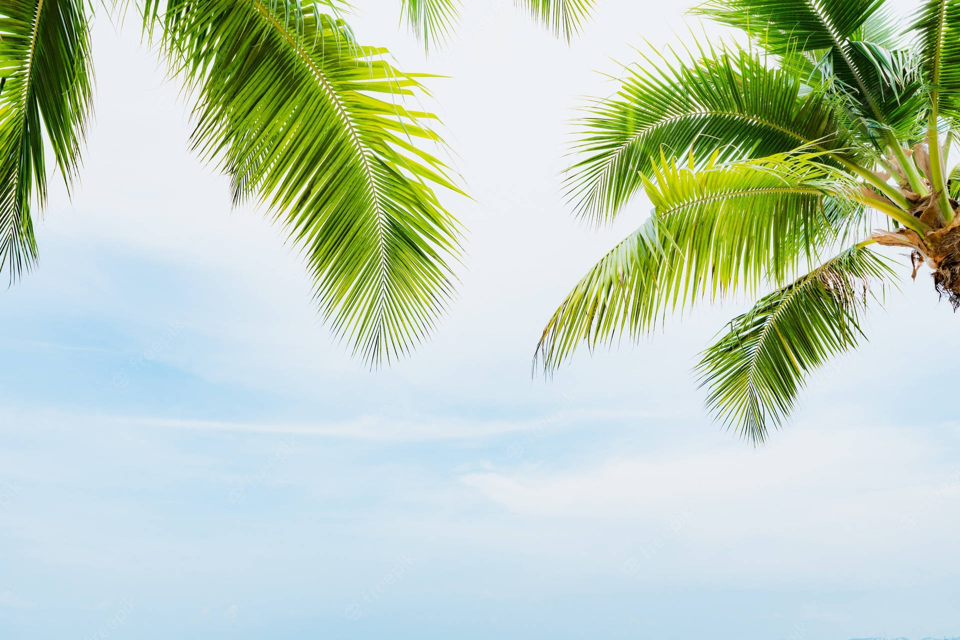 Coconut Trees With Vivid Green Leaves Wallpaper