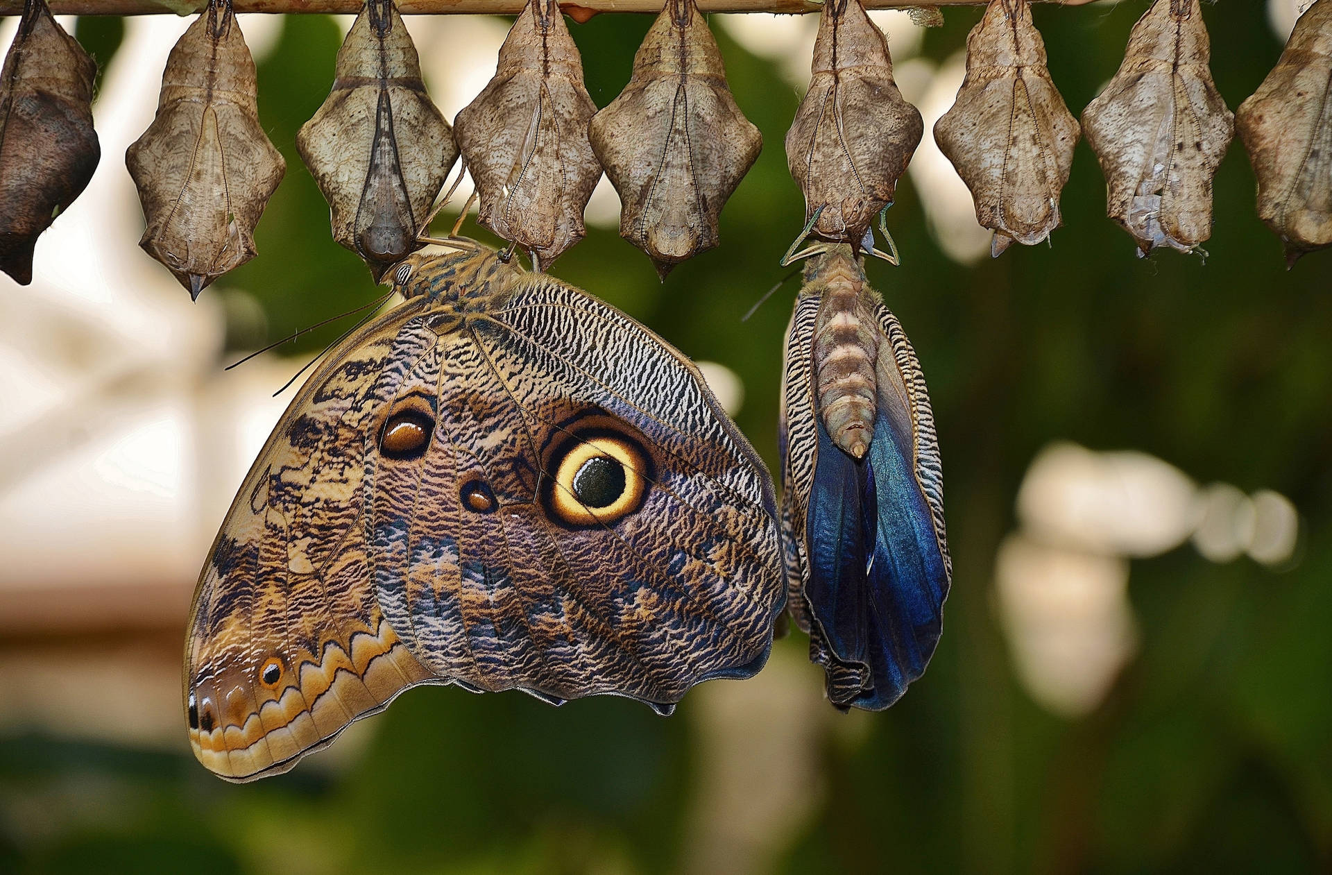 Cocoon Owl Butterfly Wallpaper