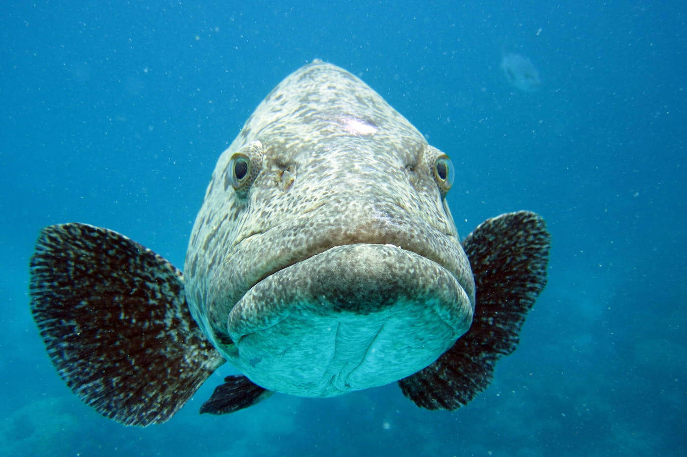 Cod Fish Face Wallpaper