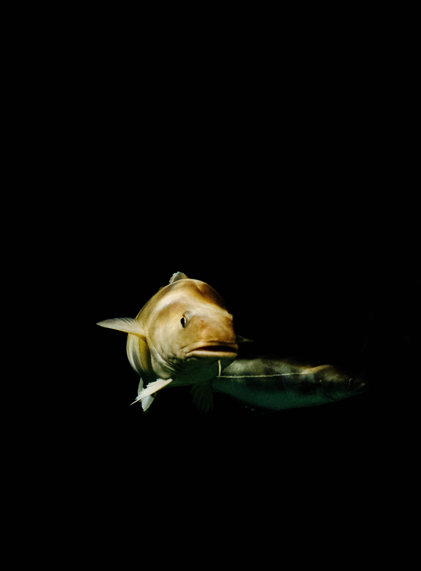 Cod Fish In The Dark Wallpaper