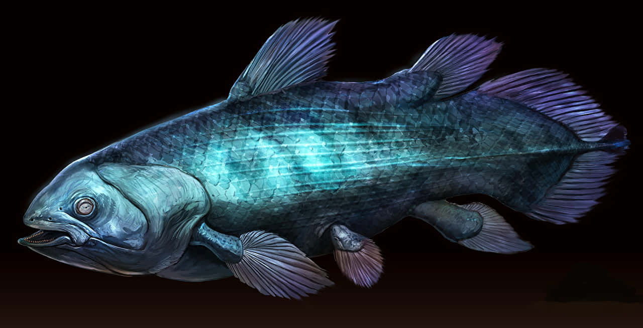 Coelacanth Ancient Fish Illustration Wallpaper