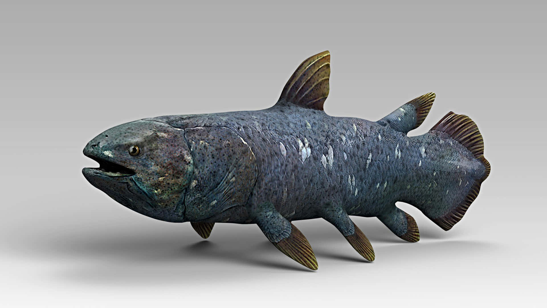Coelacanth Ancient Fish Model Wallpaper