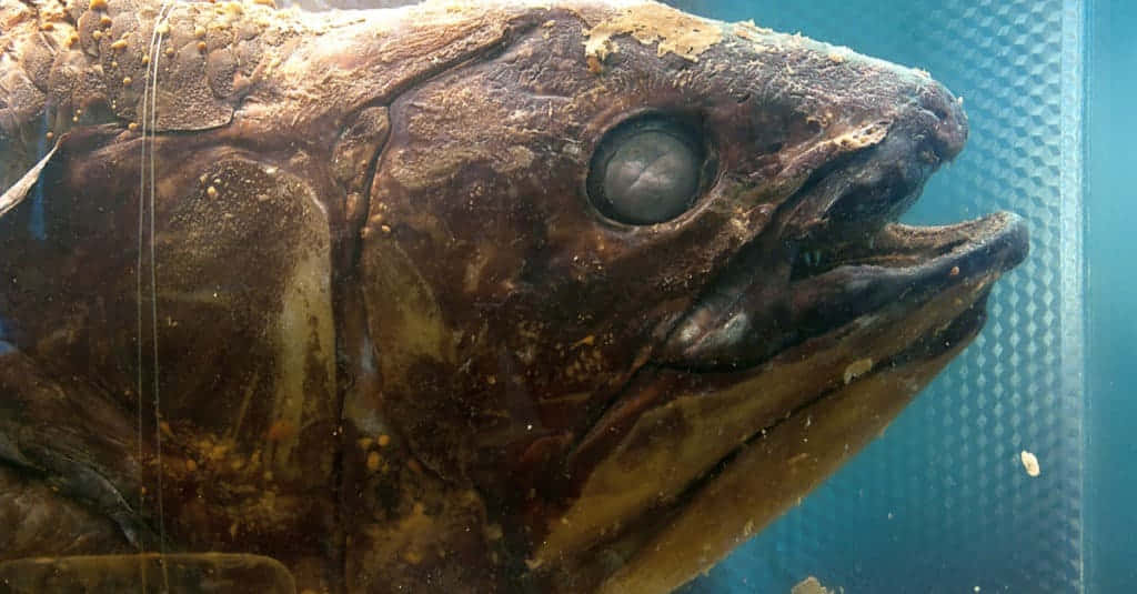 Coelacanth Close Up Wallpaper