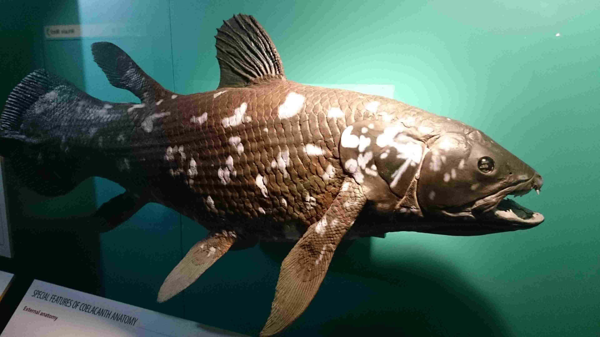 Coelacanth Exhibit Display Wallpaper