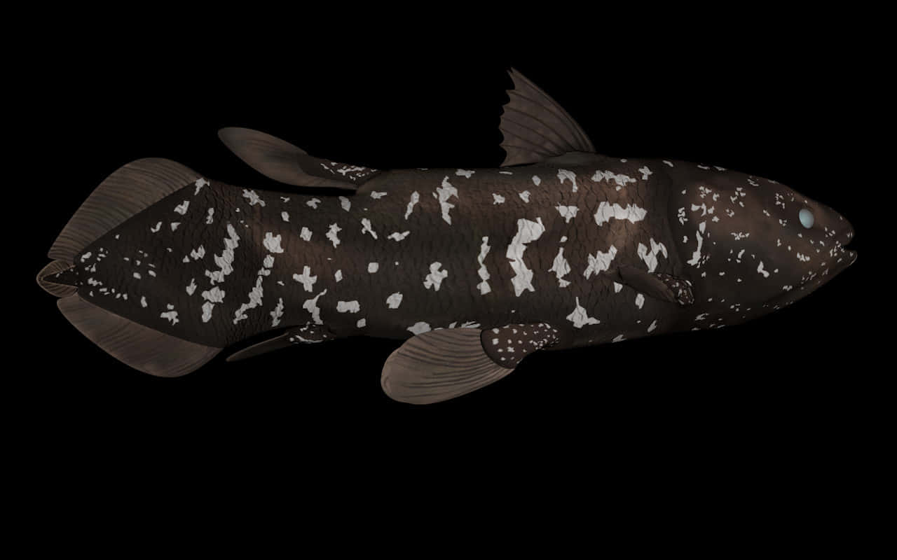 Coelacanth Living Fossil Fish Wallpaper