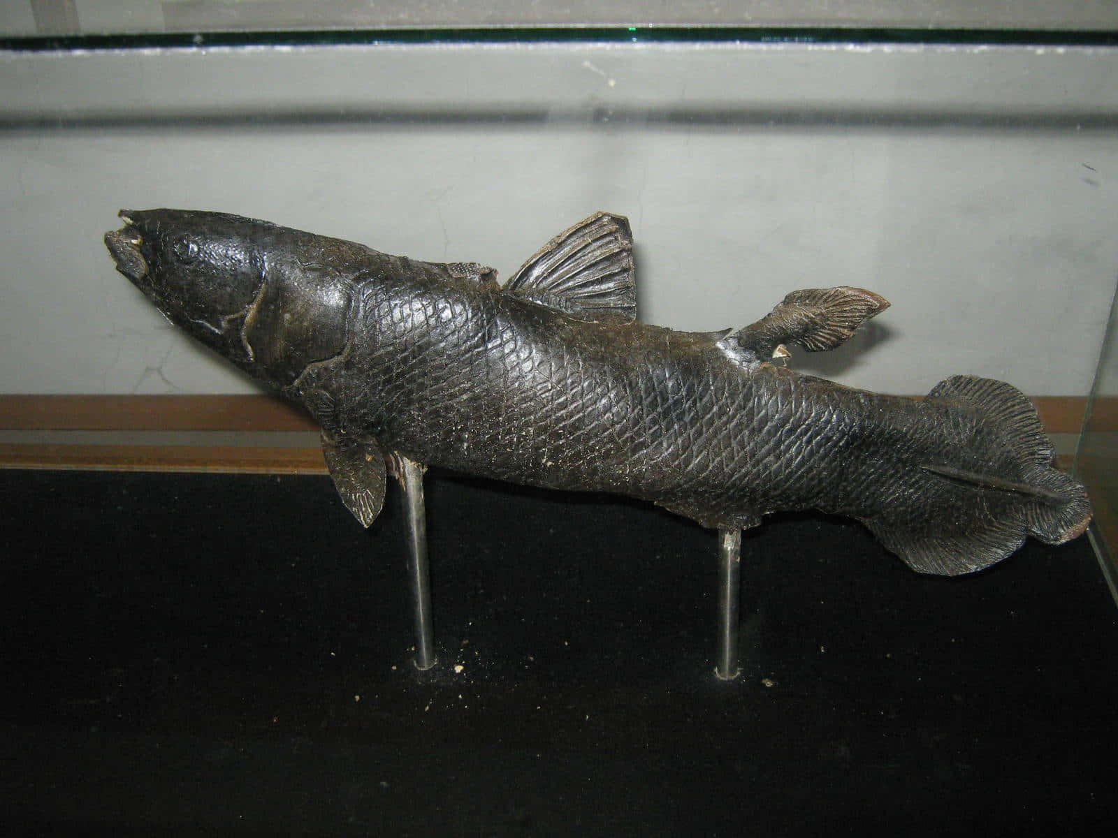 Coelacanth Modelon Display Wallpaper