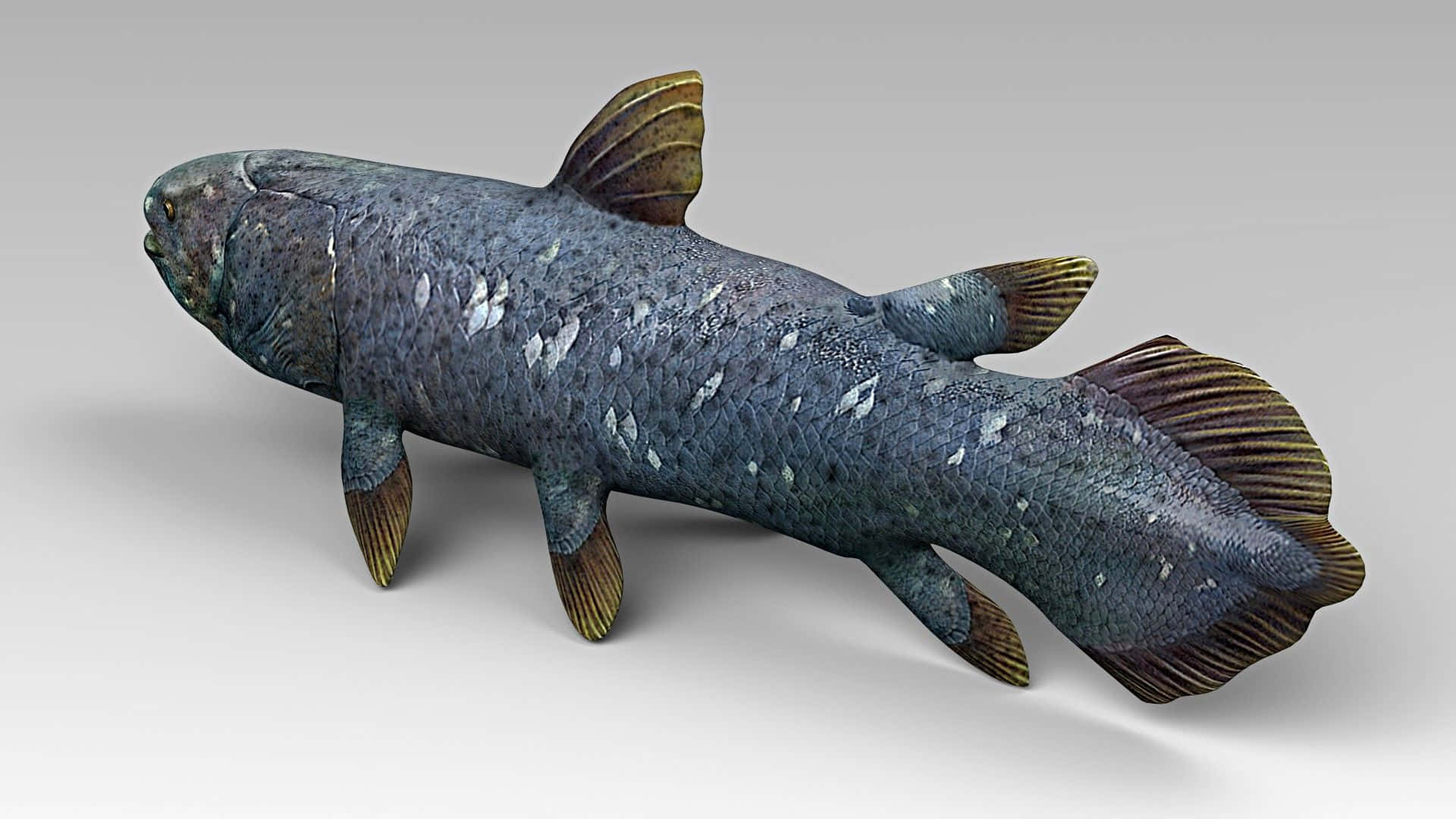 Coelacanth Prehistoric Fish Render Wallpaper