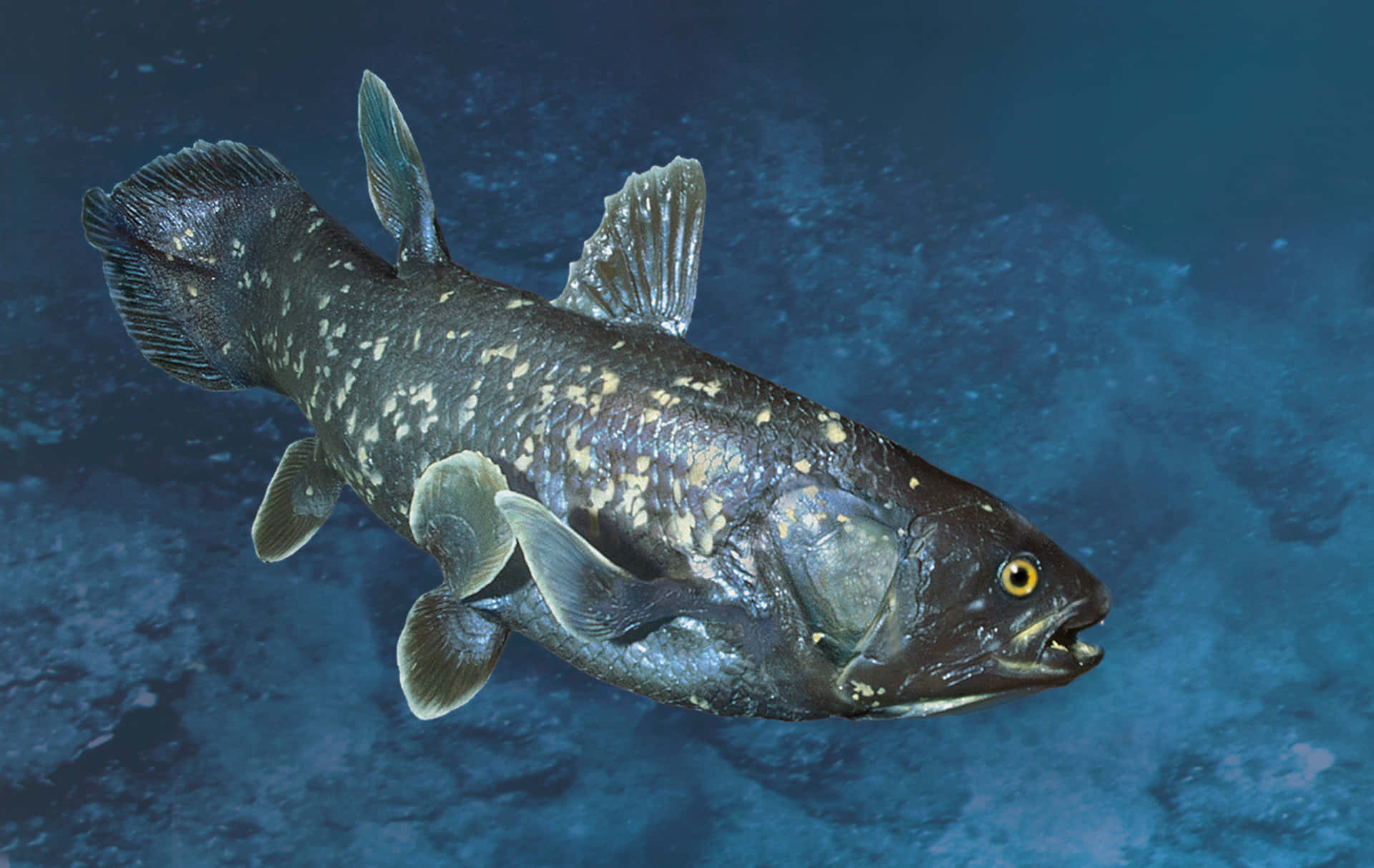 Coelacanthin Natural Habitat Wallpaper