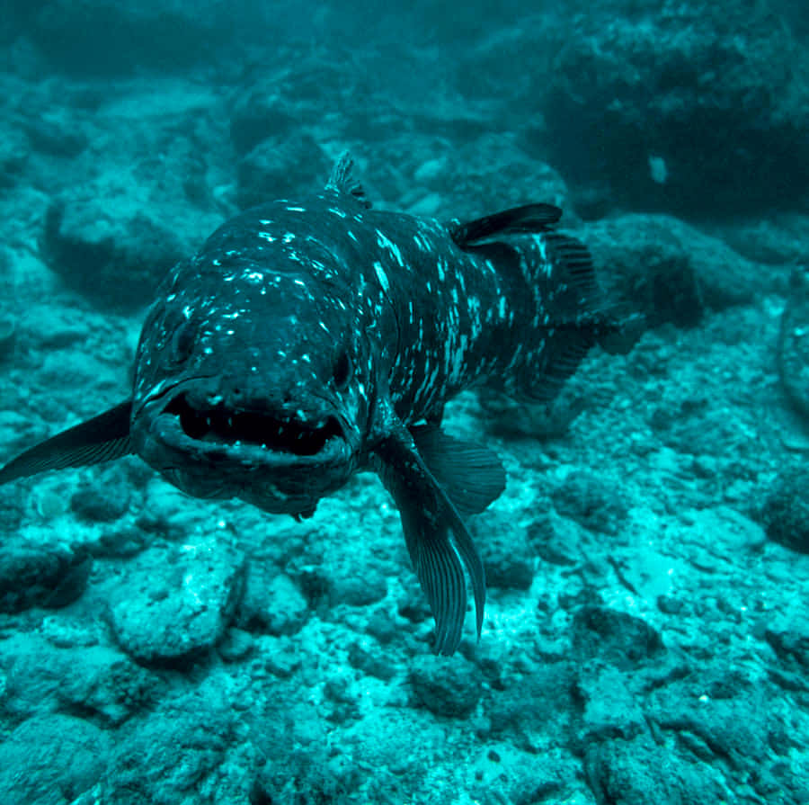 Coelacanthin Natural Habitat Wallpaper