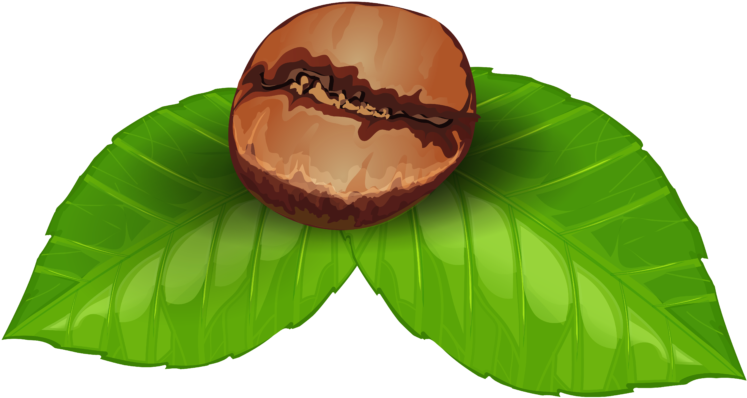 Coffee Beanon Leaves Illustration PNG