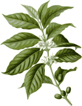 Coffee Plant Illustration PNG