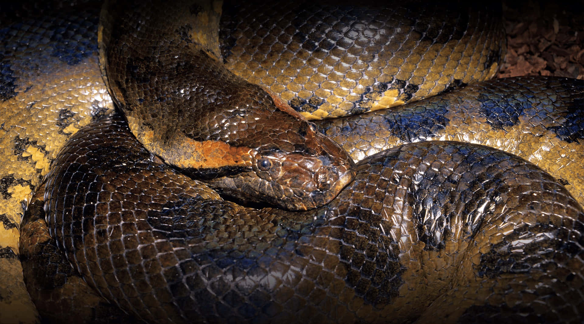 Coiled Anaconda Closeup.jpg Wallpaper