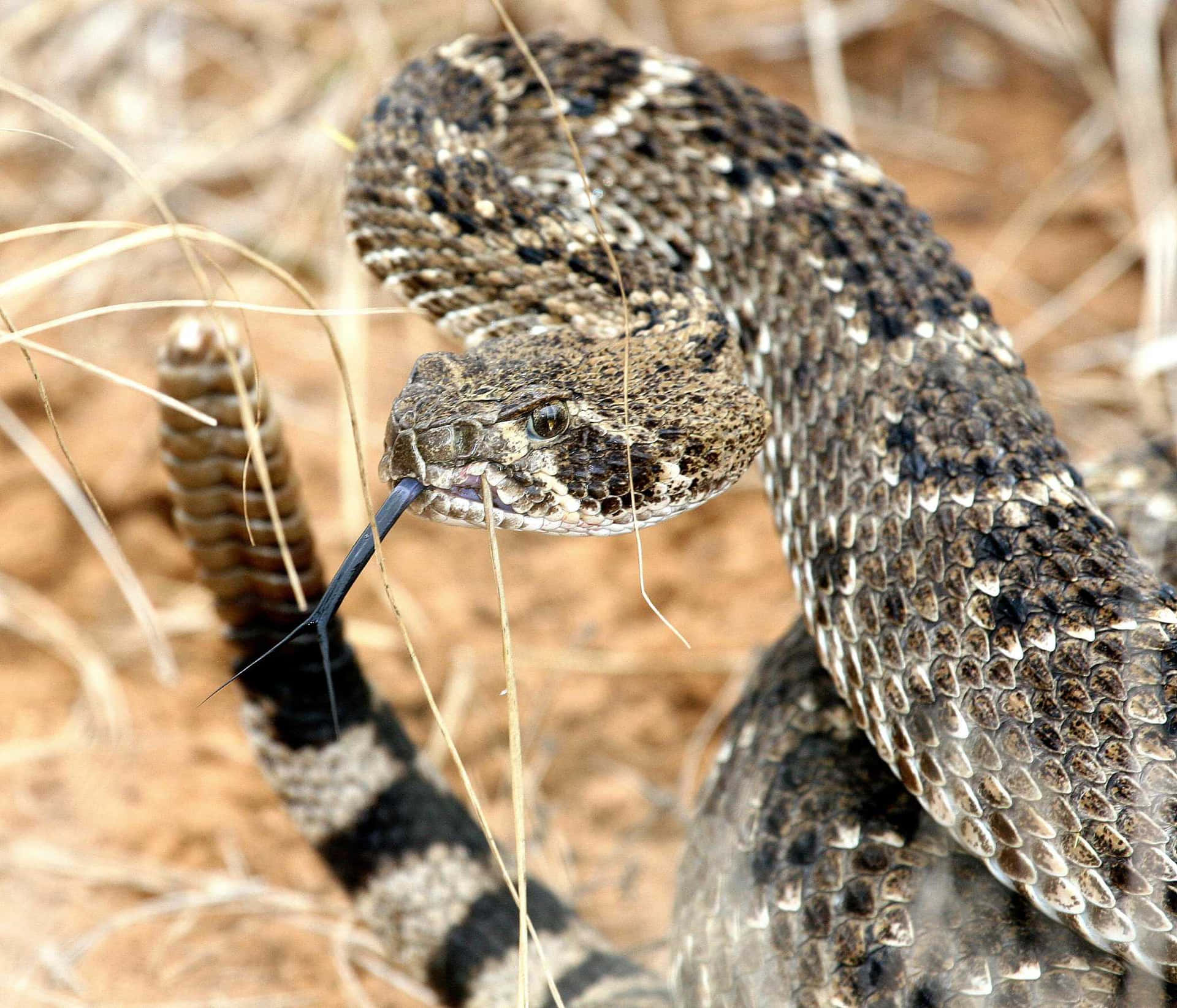 Coiled Rattlesnake Alert Wallpaper