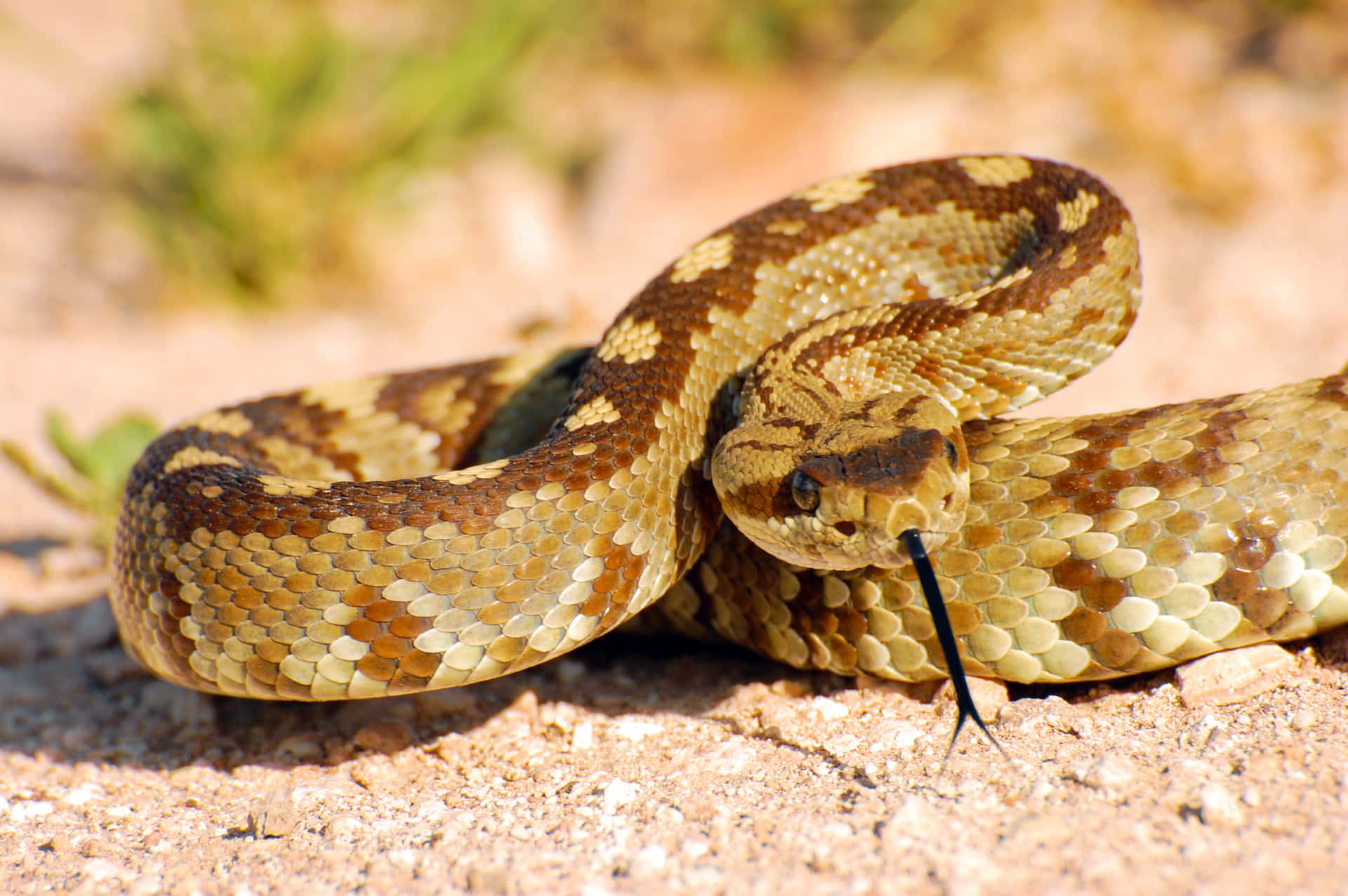 Coiled Rattlesnake Desert Wallpaper