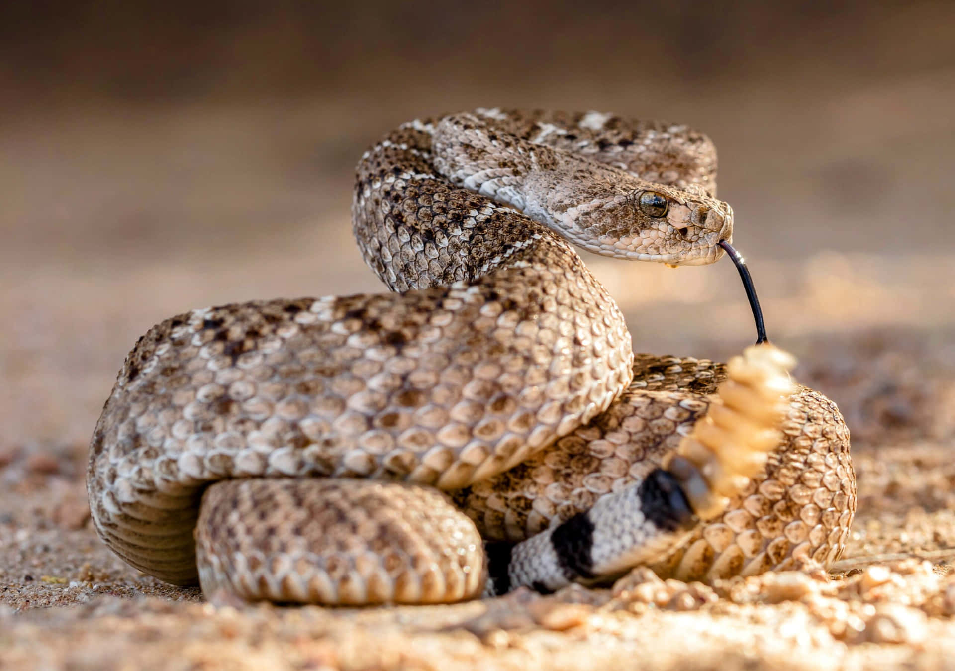 Coiled Rattlesnake Portrait Wallpaper