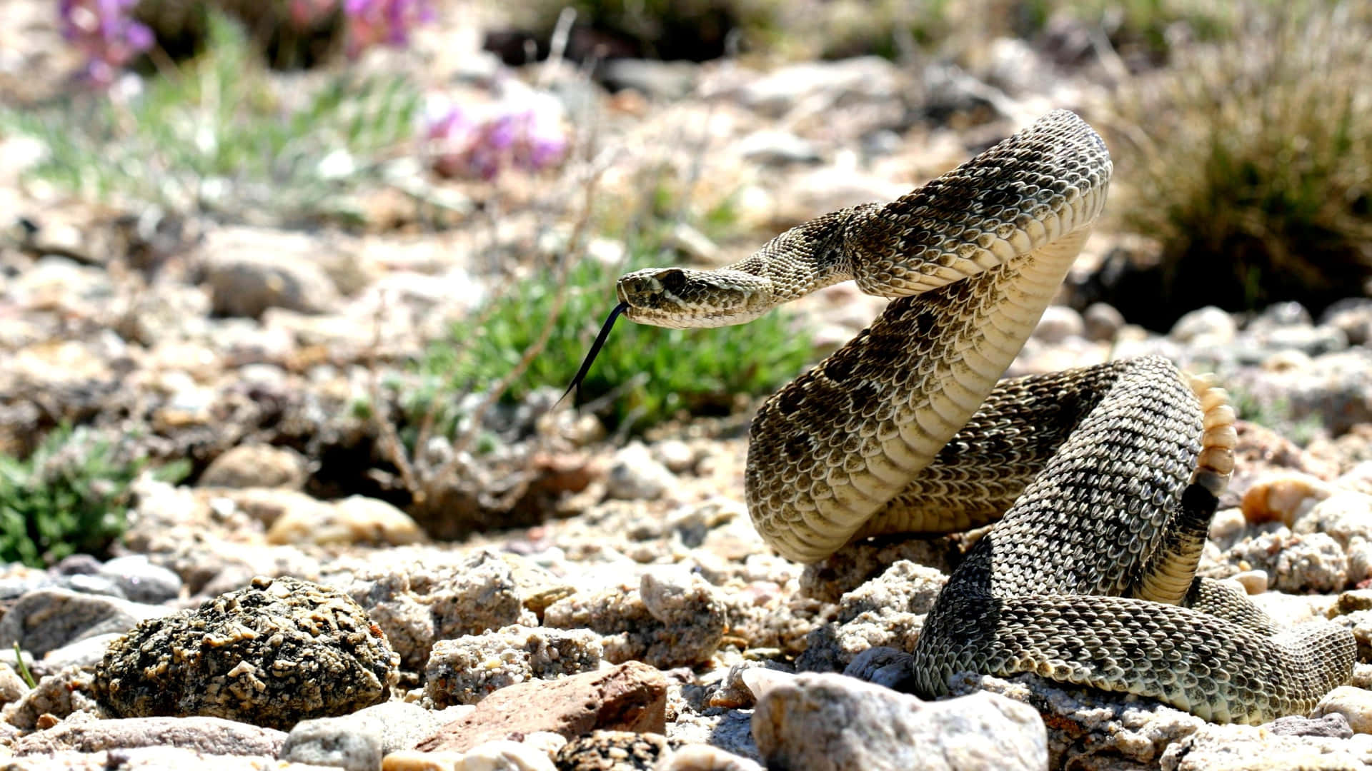 Coiled Rattlesnake Readyto Strike.jpg Wallpaper