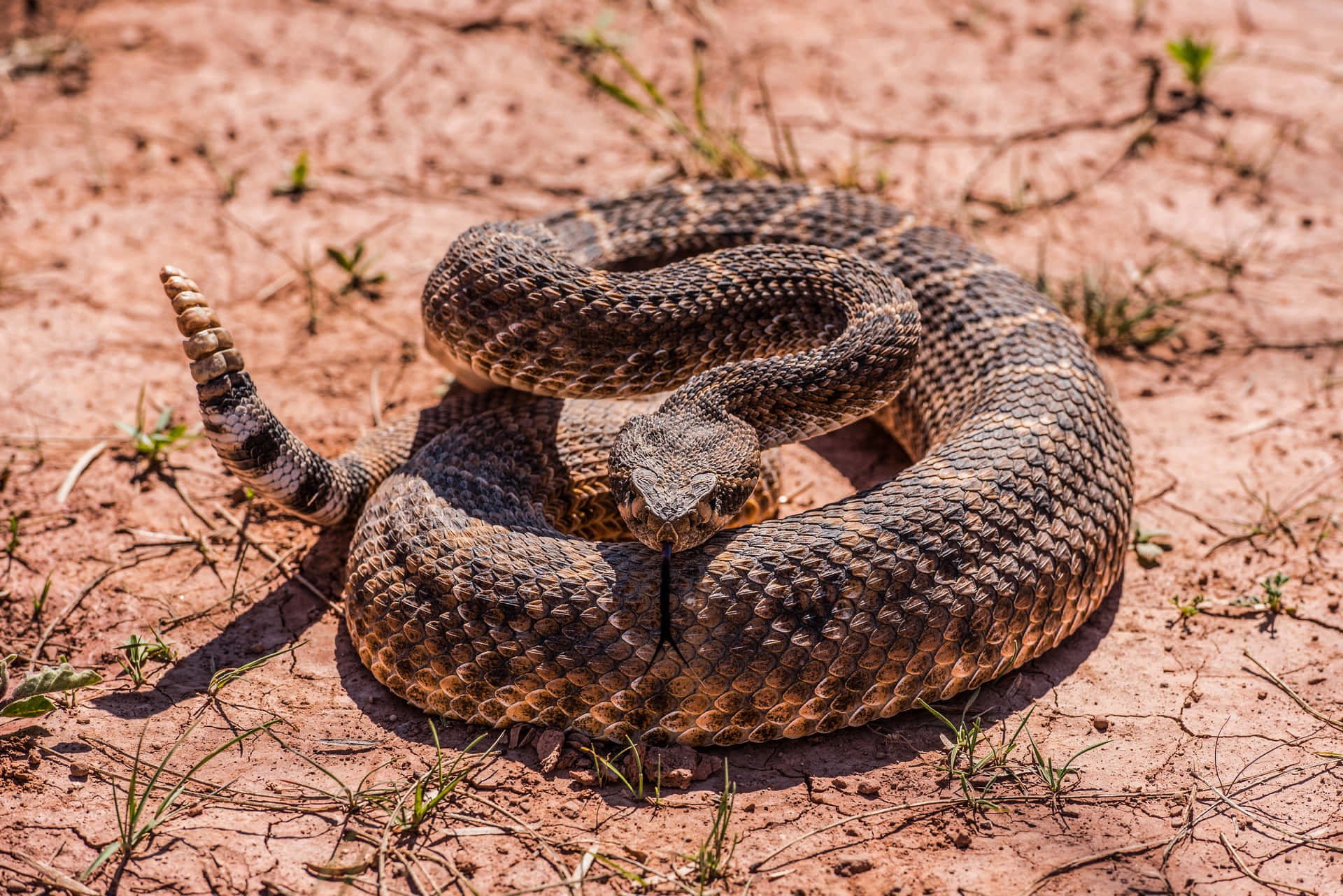 Coiled Rattlesnake Readyto Strike.jpg Wallpaper