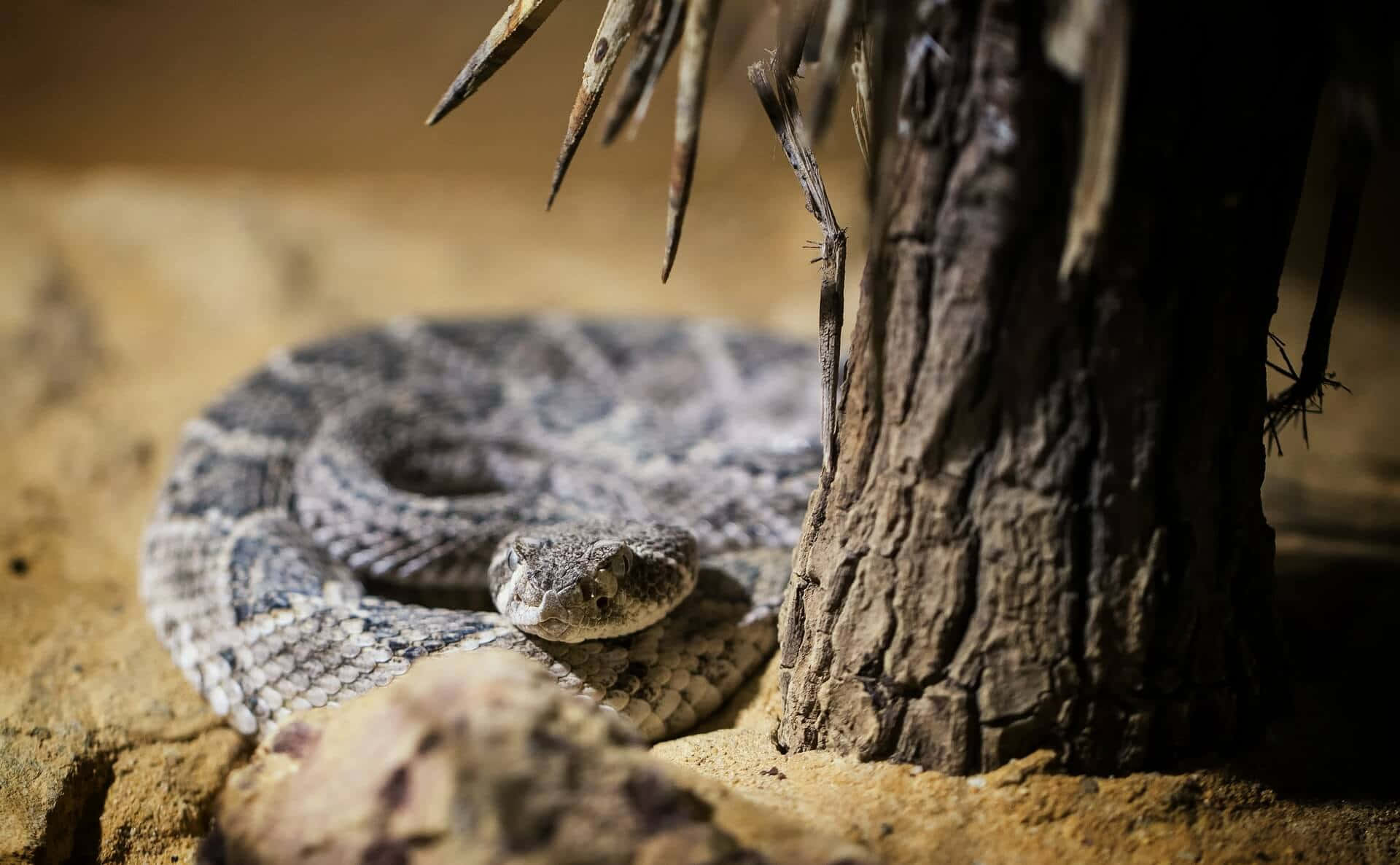 Coiled Rattlesnake Under Tree Wallpaper