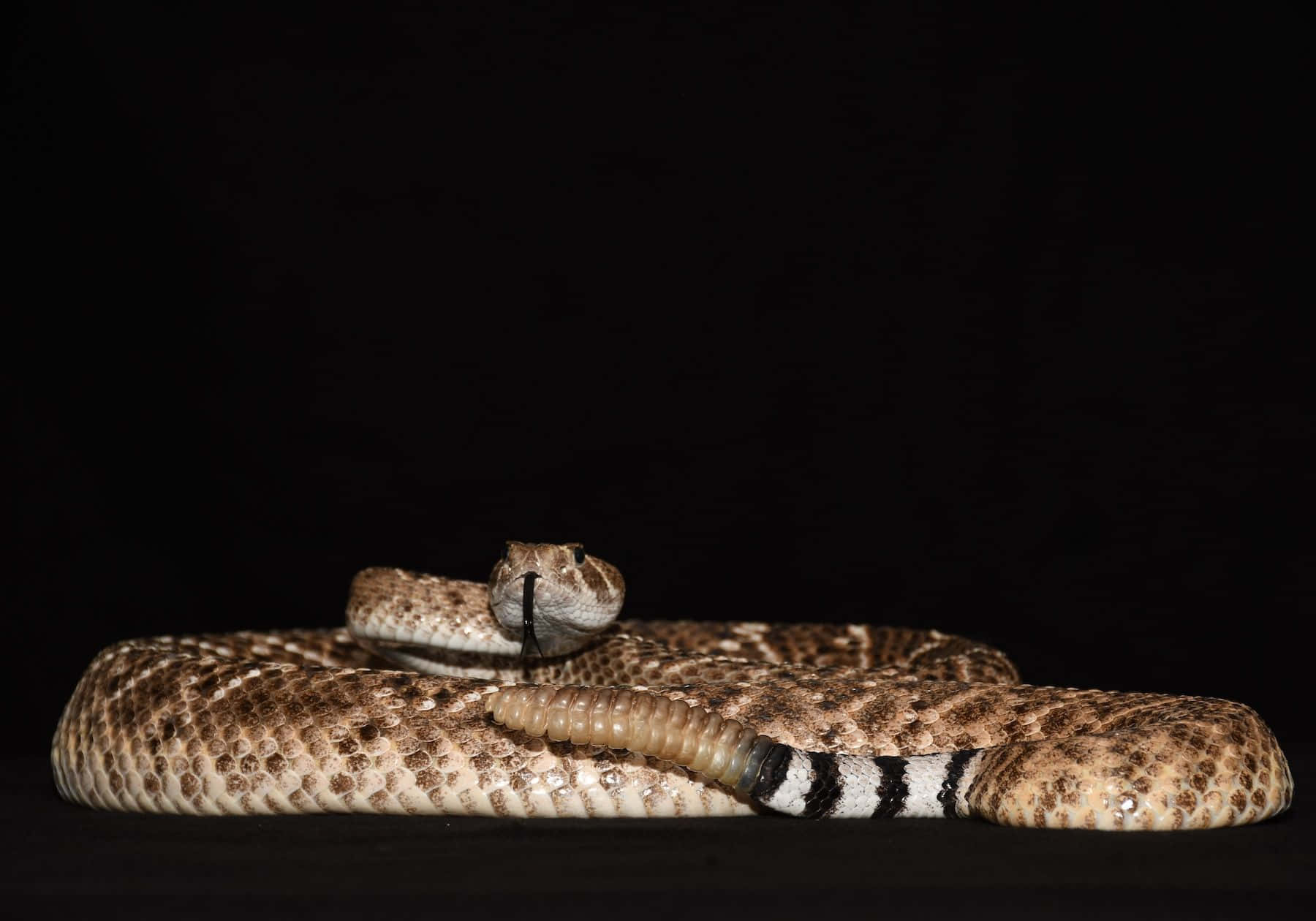 Coiled Rattlesnakein Darkness Wallpaper