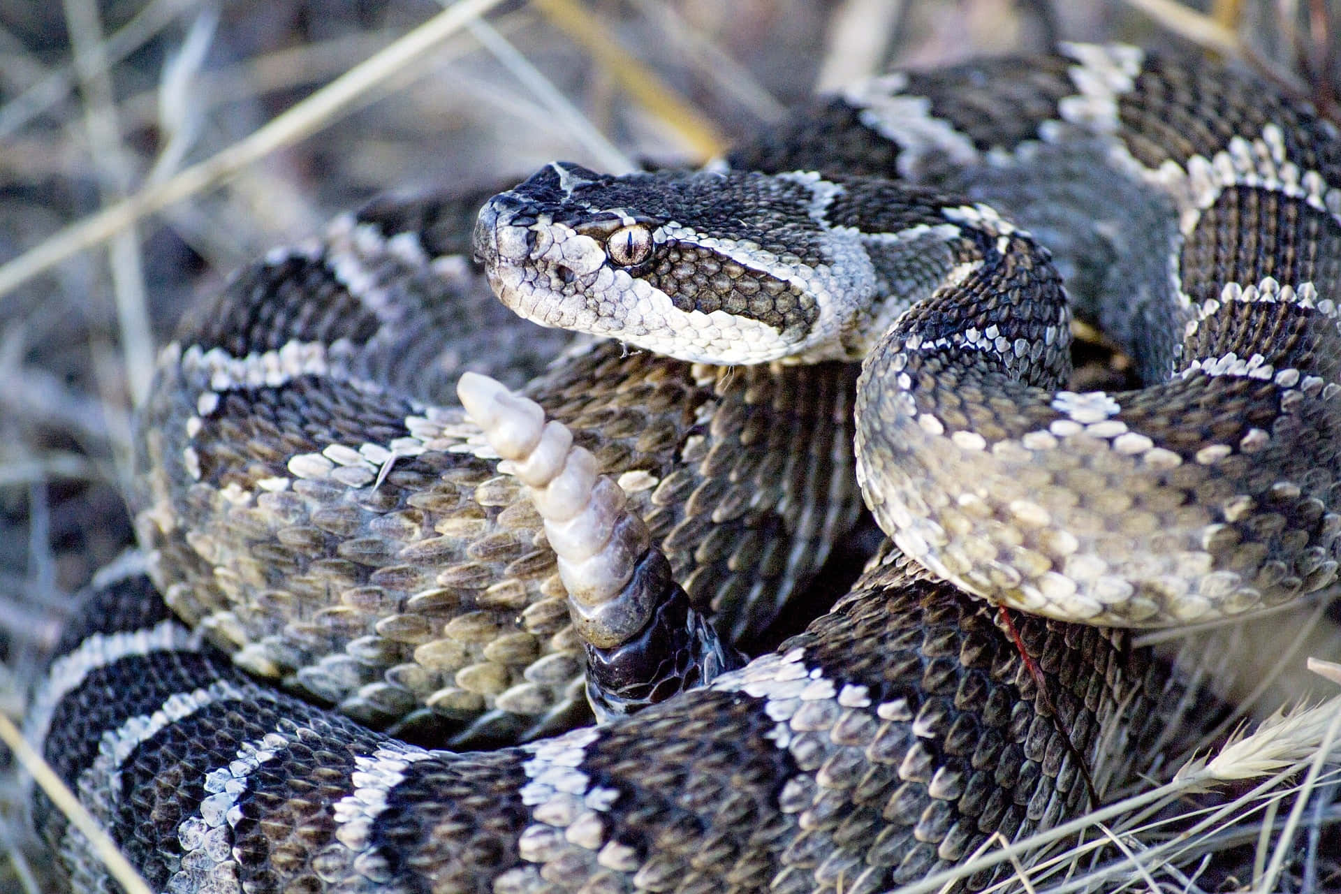 Coiled Rattlesnakein Habitat.jpg Wallpaper