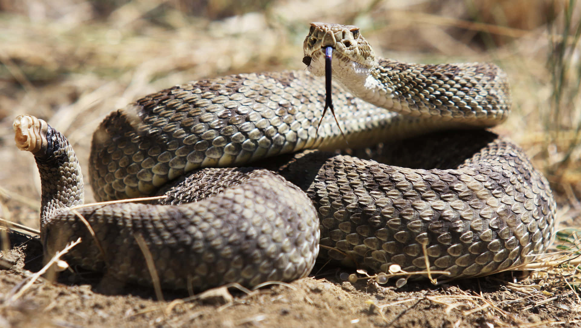 Download Coiled Rattlesnakein Natural Habitat Wallpaper | Wallpapers.com