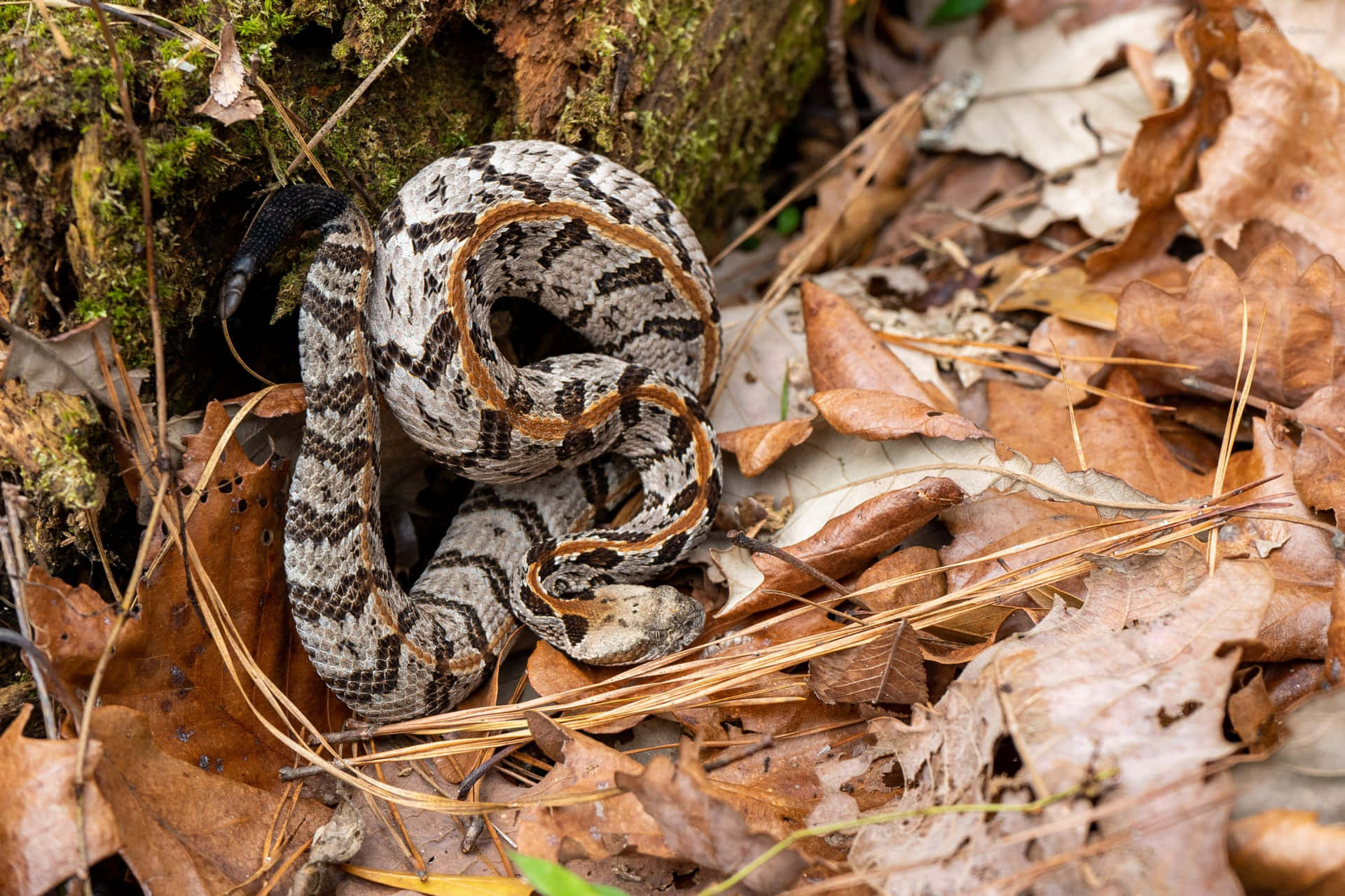 Coiled Rattlesnakein Natural Habitat.jpg Wallpaper