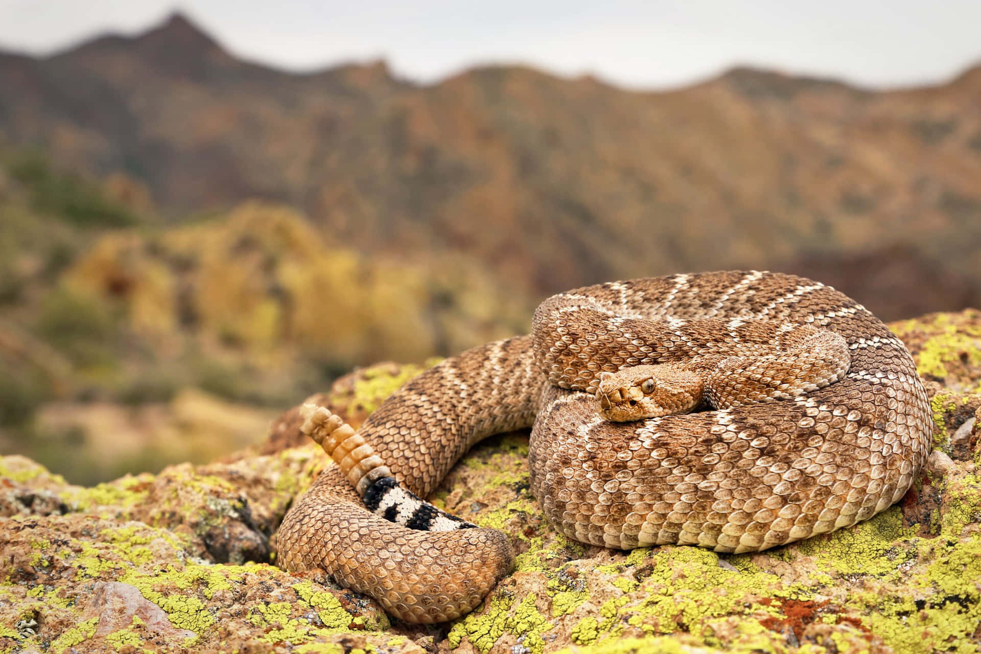 Coiled Rattlesnakeon Rocky Terrain.jpg Wallpaper